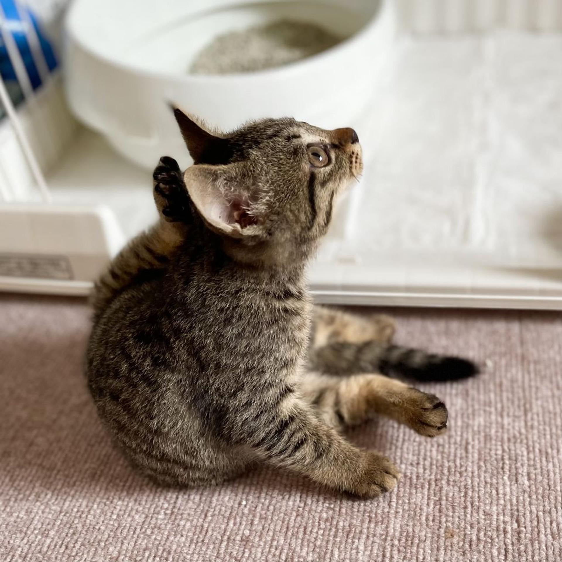 pet-image-4