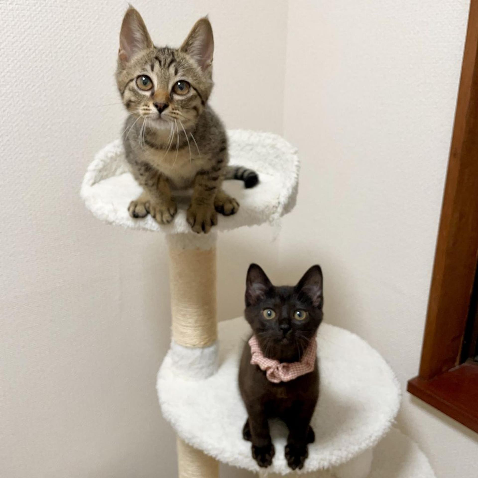 pet-image-6