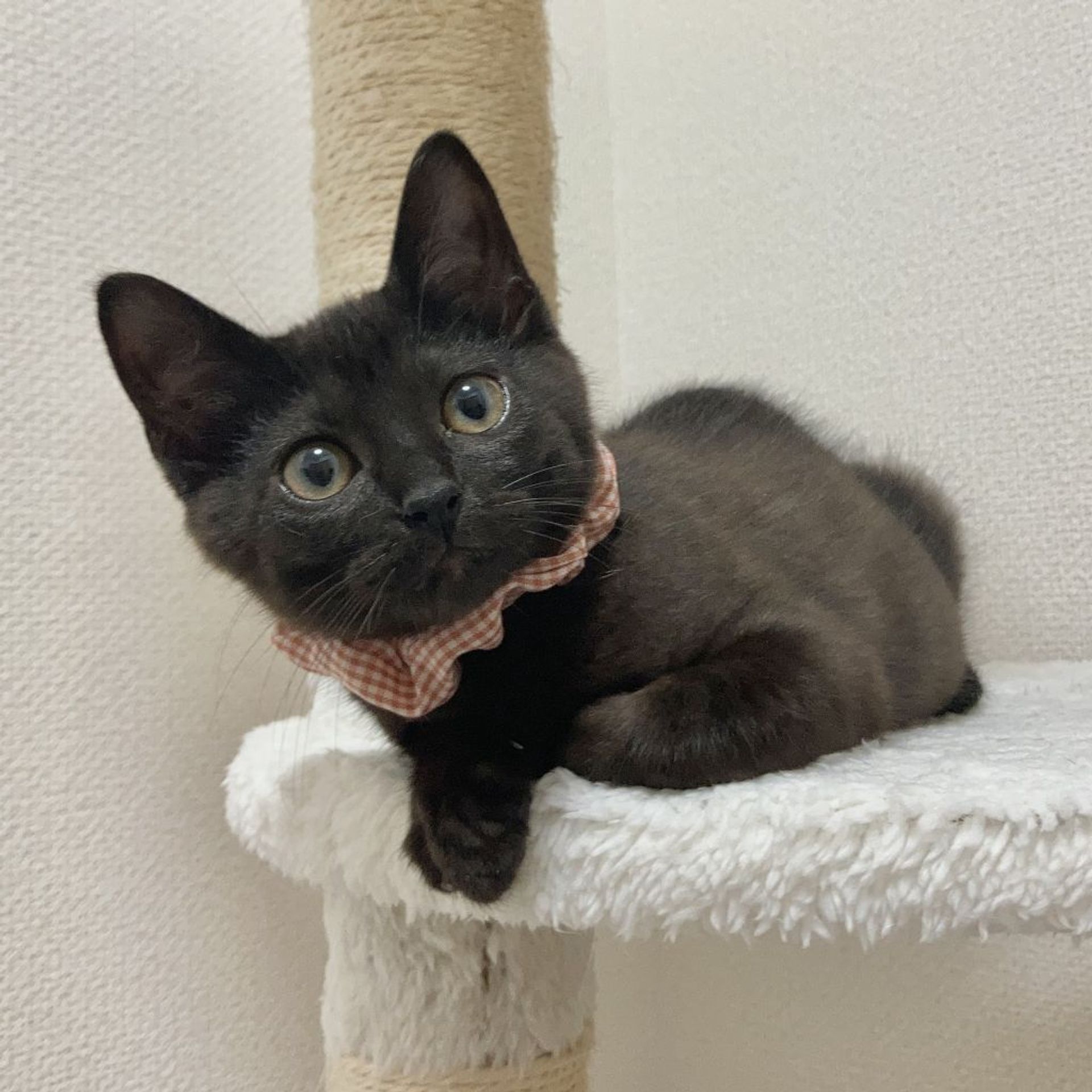 雑種（ミックス猫）・メスの里親募集の写真