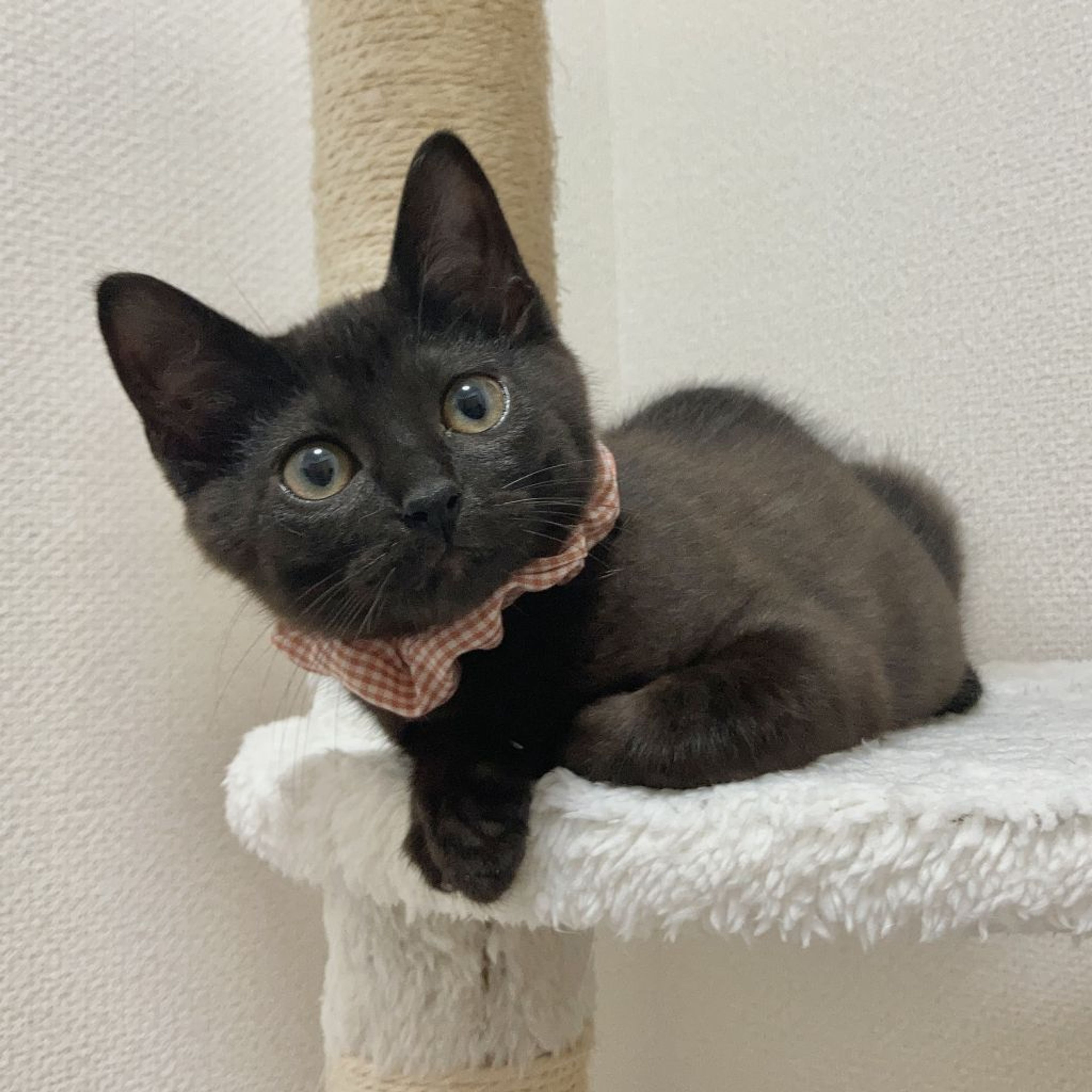 雑種（ミックス猫）・メスの里親募集の写真