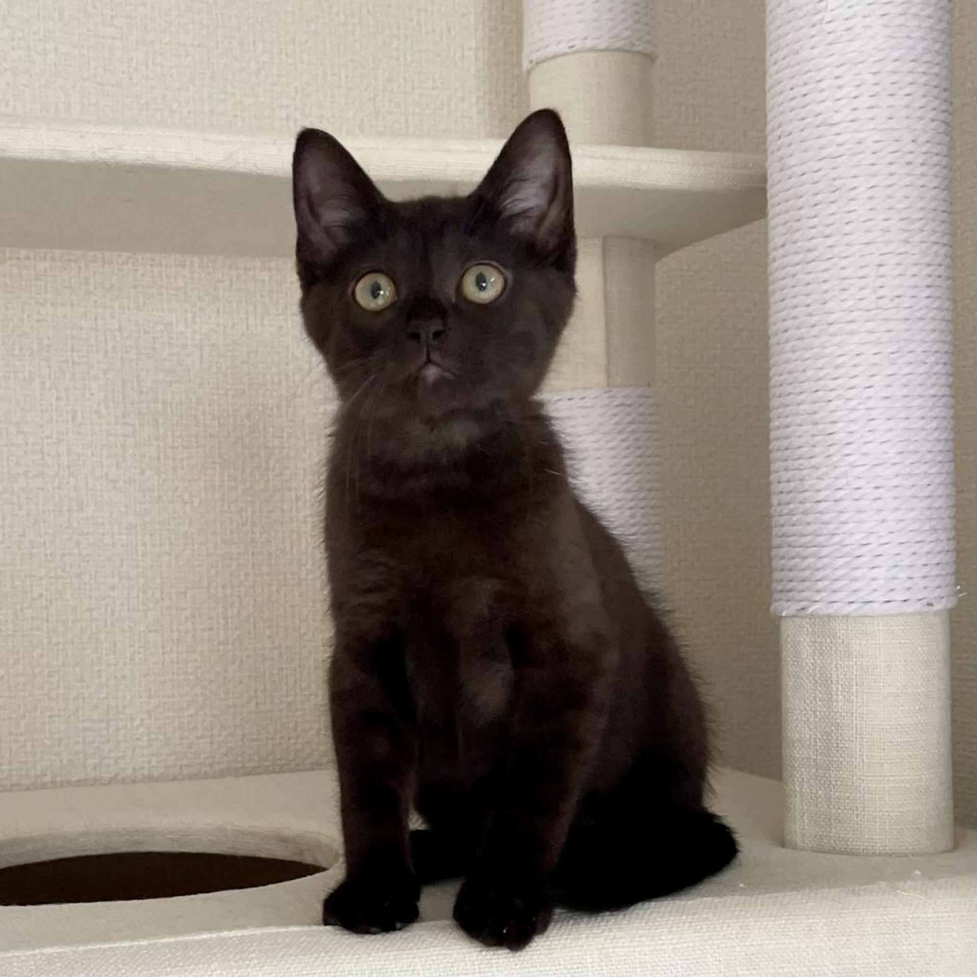 pet-image-4