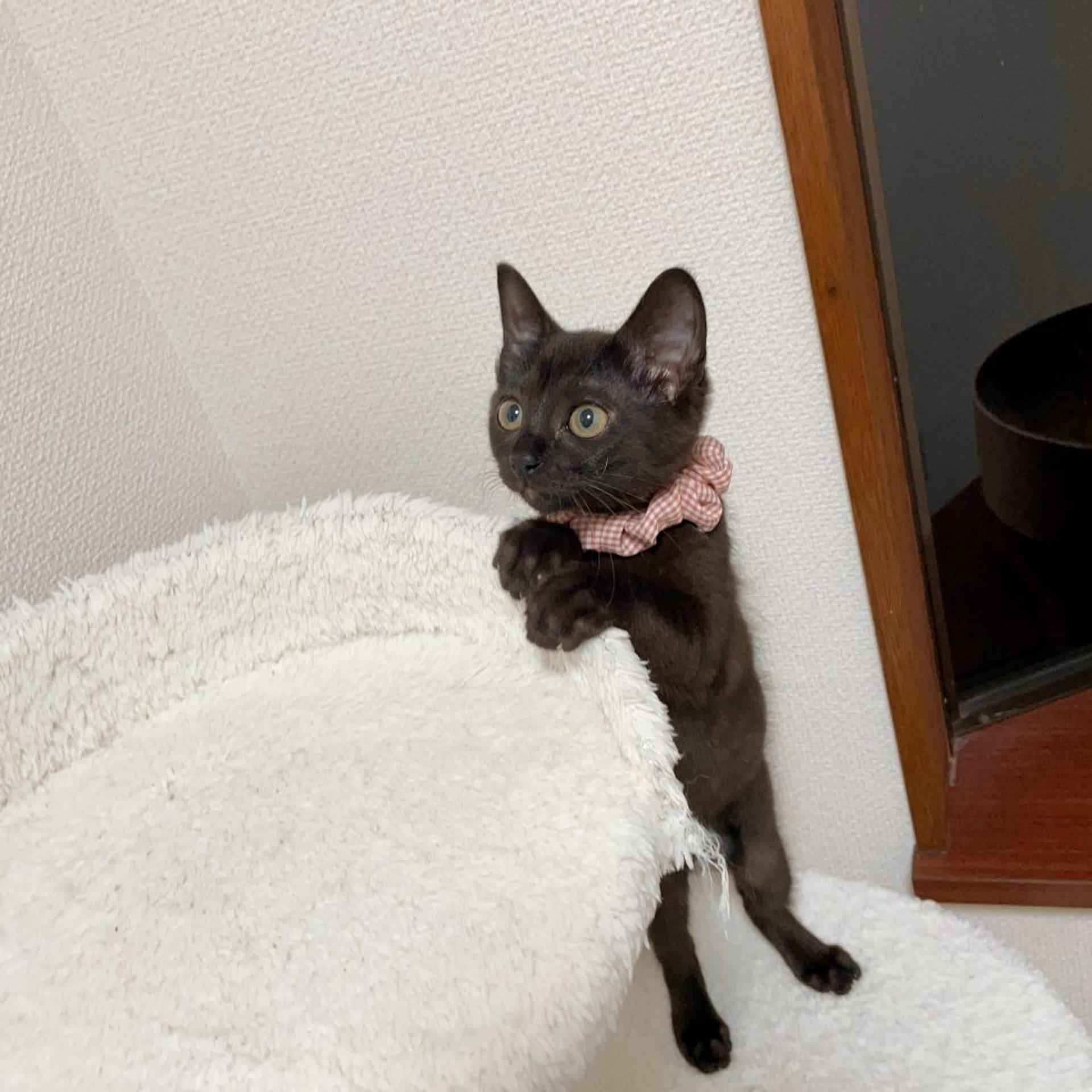 pet-image-5