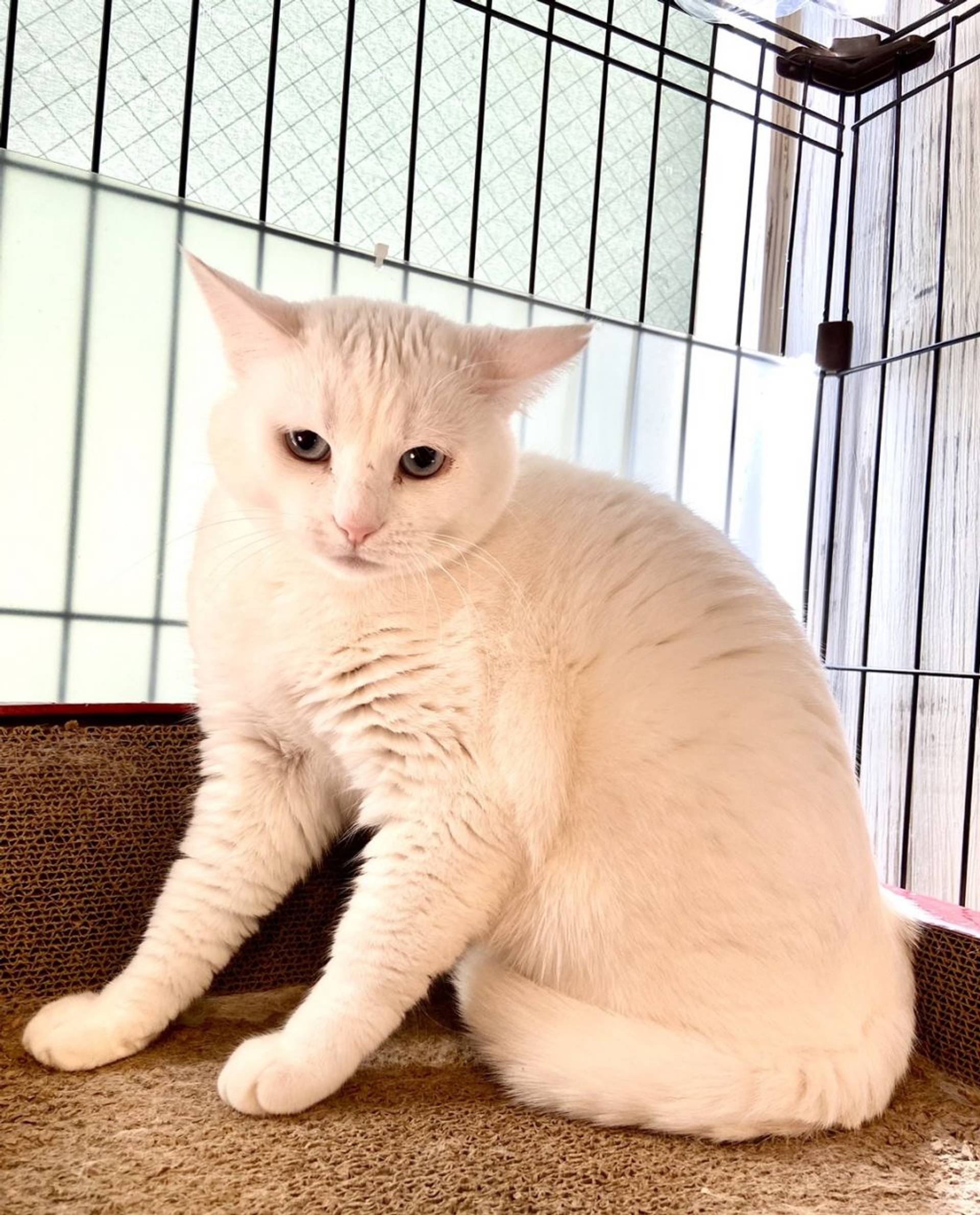 雑種（ミックス猫）・メスの里親募集の写真
