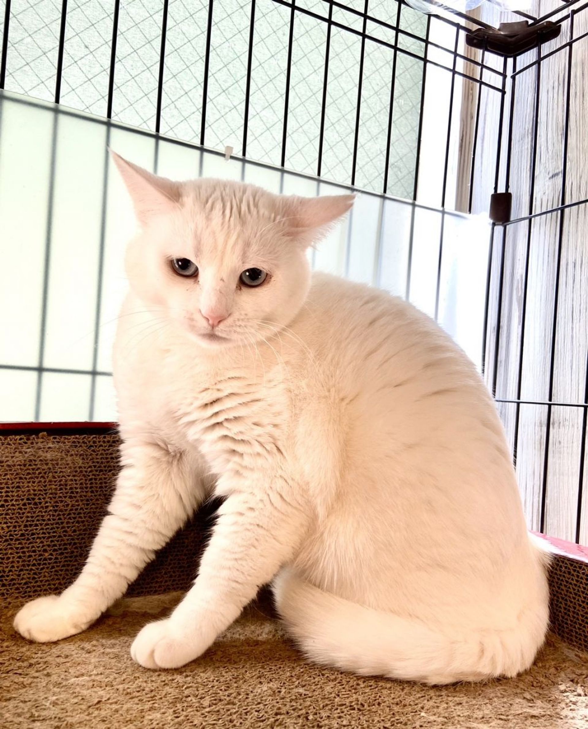 雑種（ミックス猫）・メスの里親募集の写真