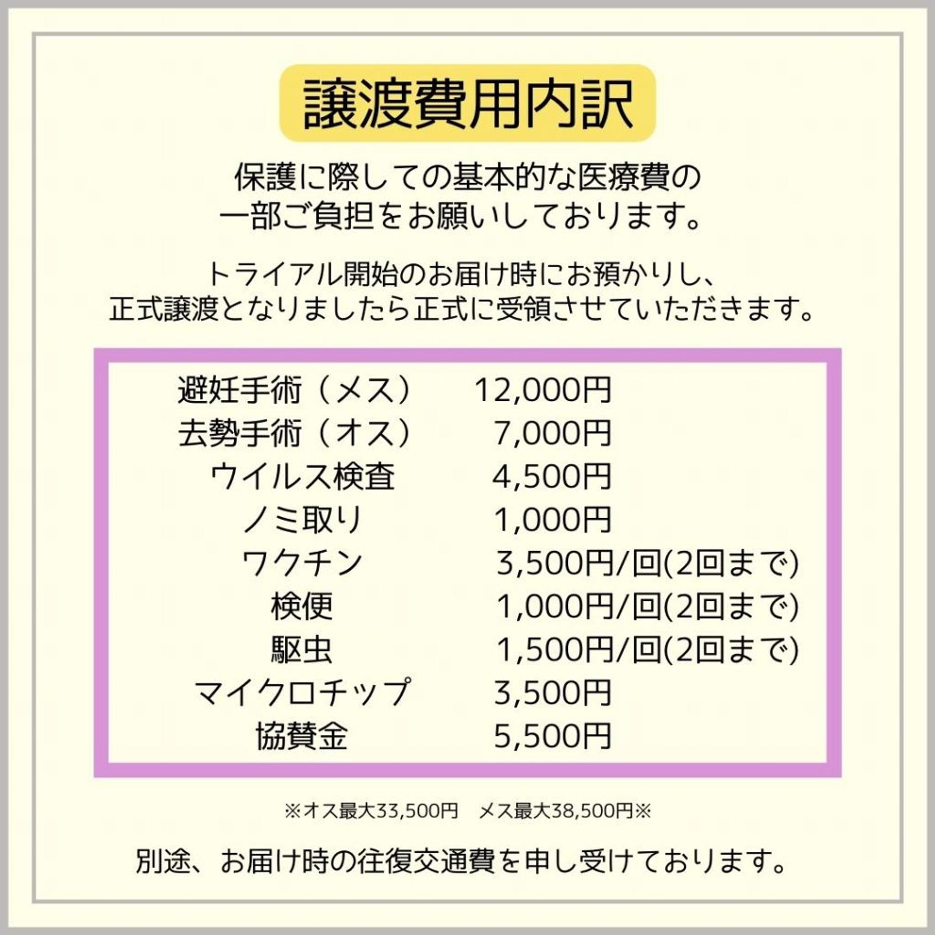 pet-image-8