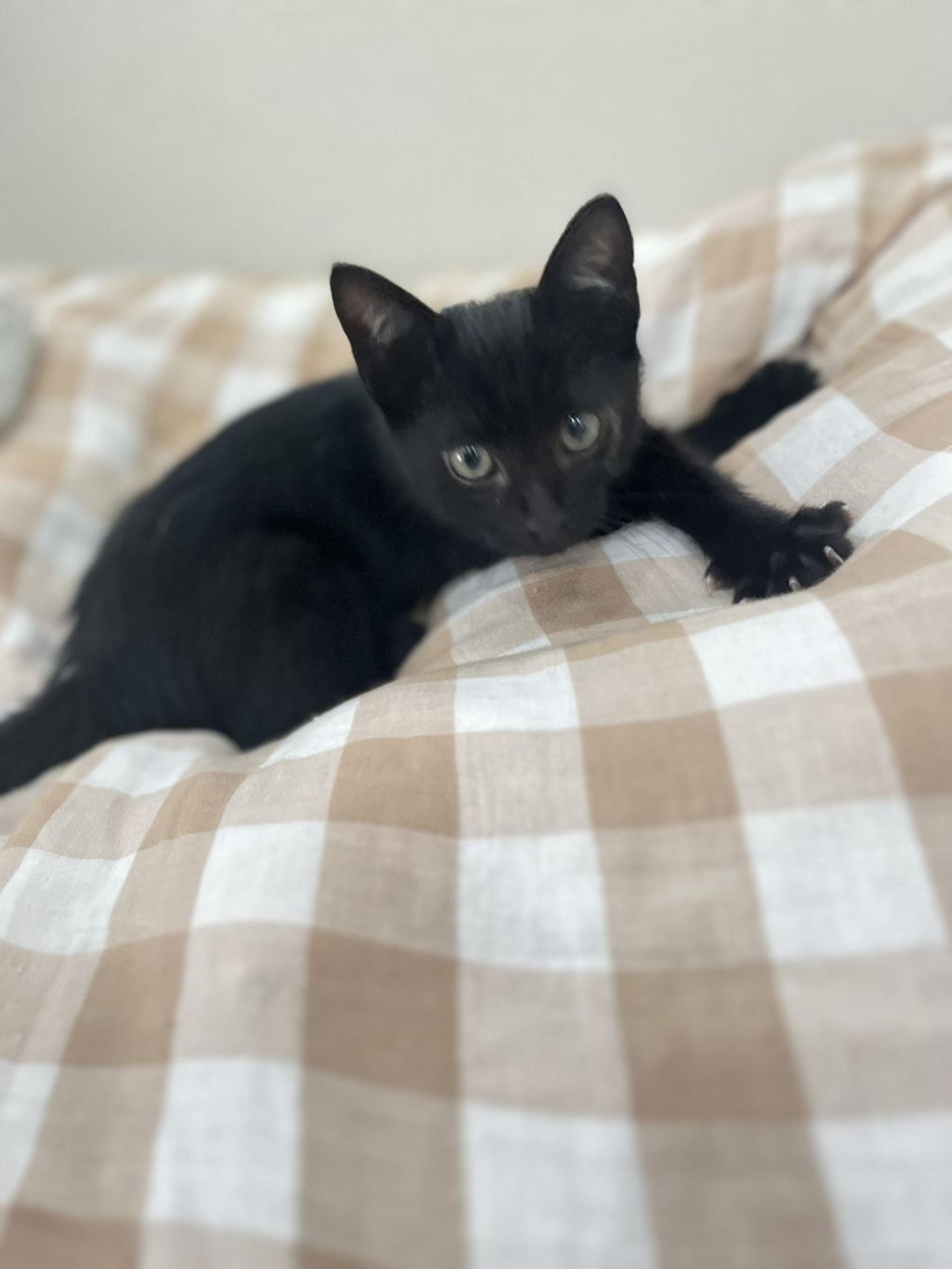 pet-image-4