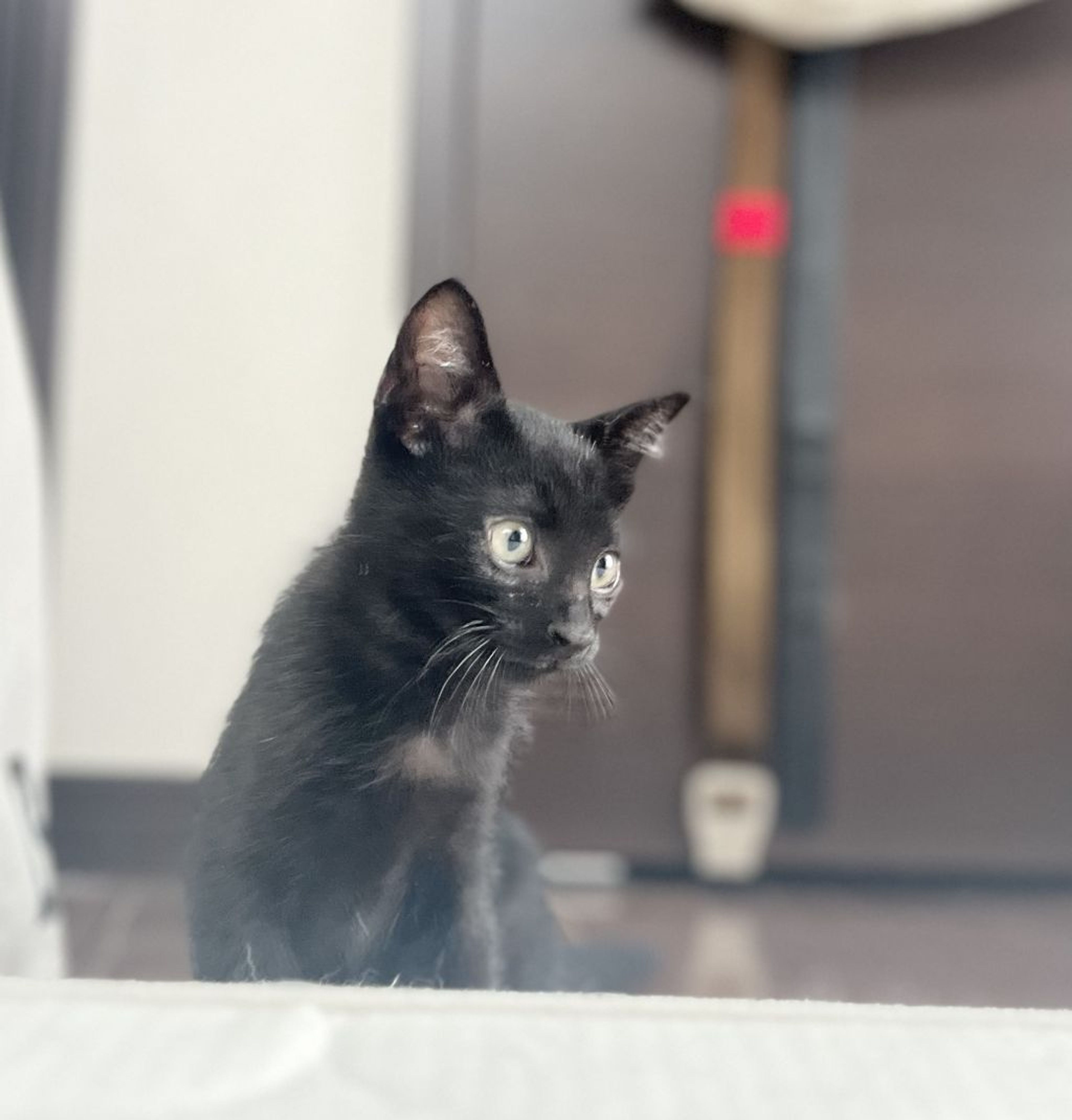 pet-image-5