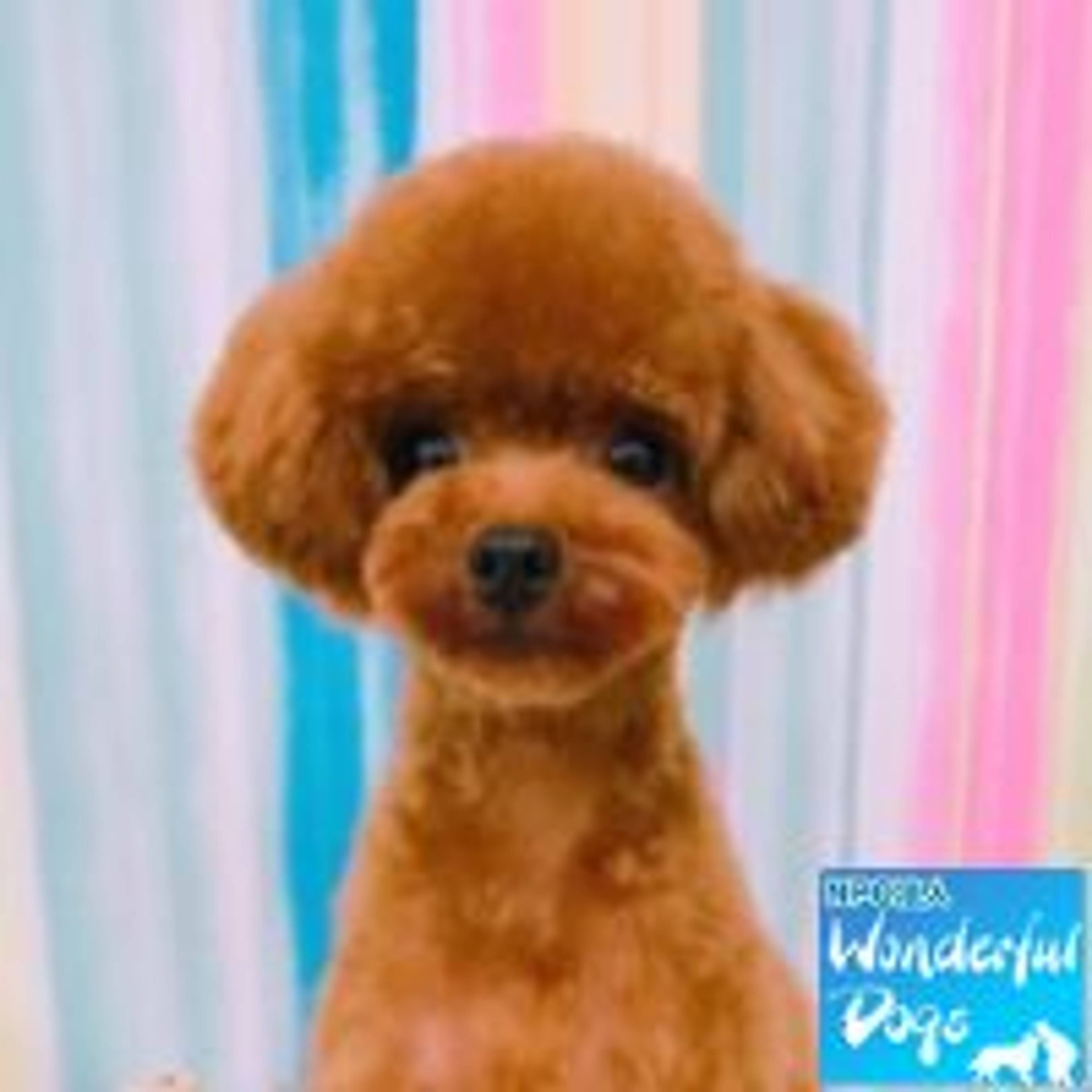 トイプードル・オスの里親募集の写真