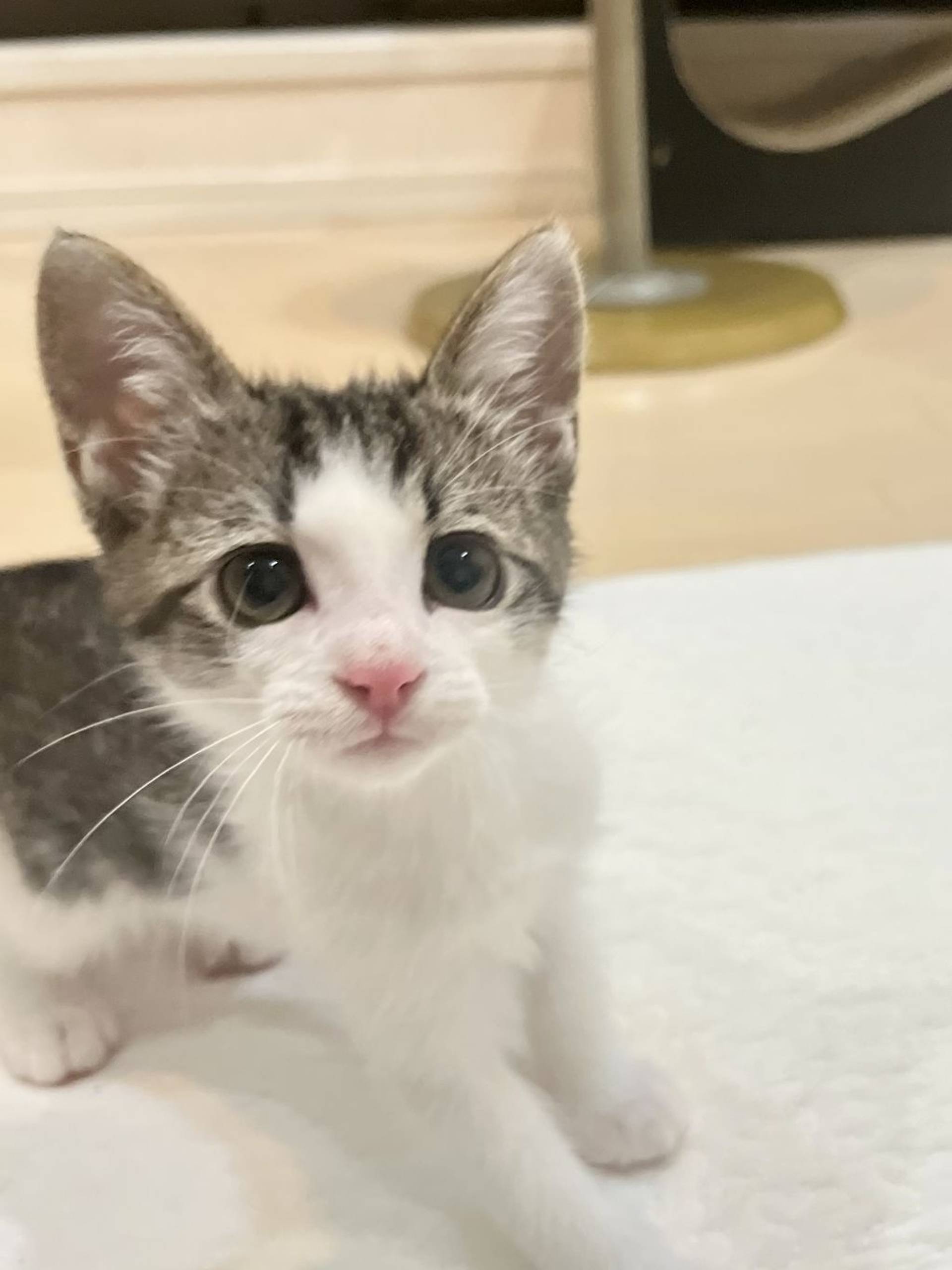 雑種（ミックス猫）・オスの里親募集の写真