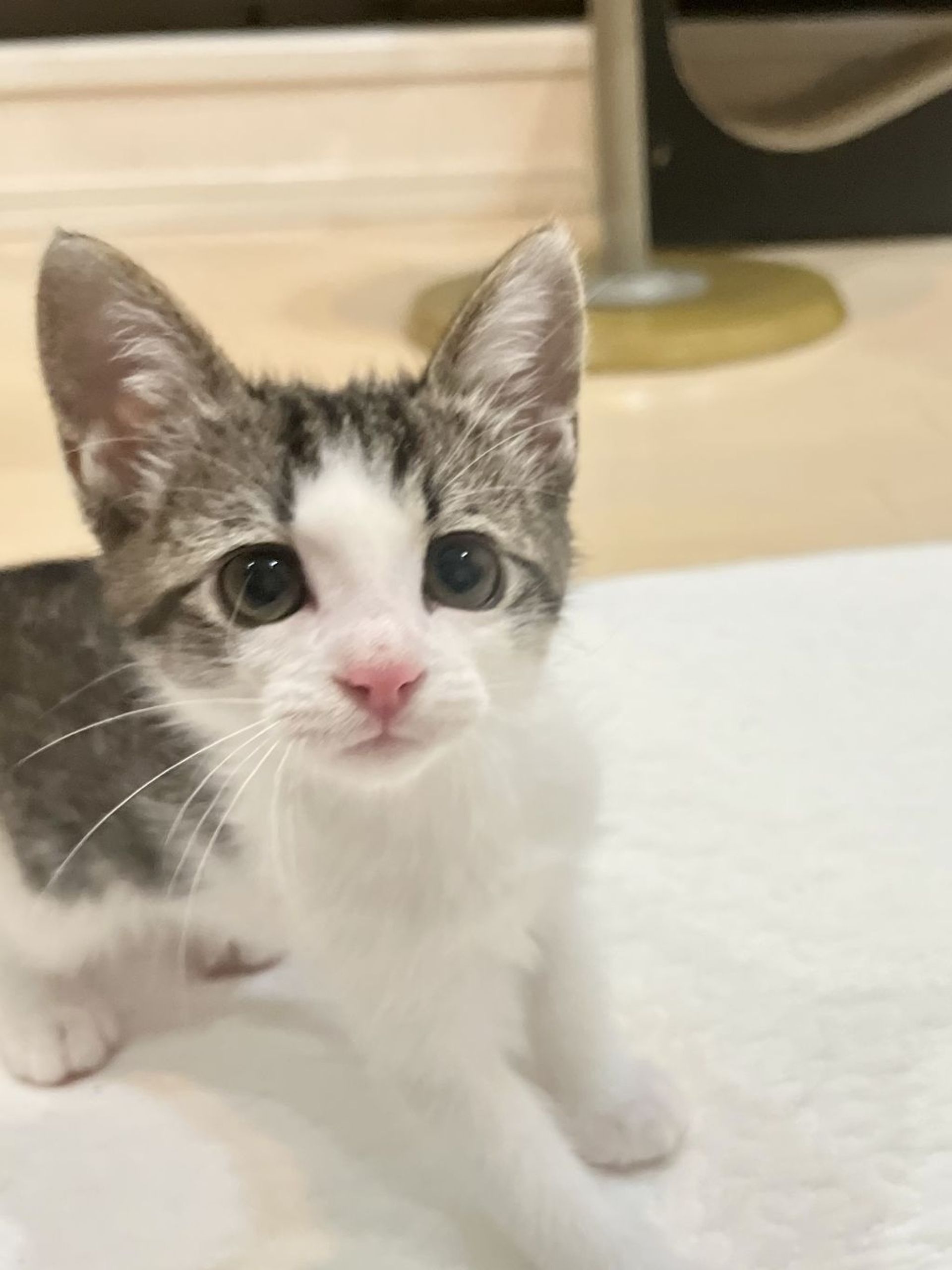 雑種（ミックス猫）・オスの里親募集の写真