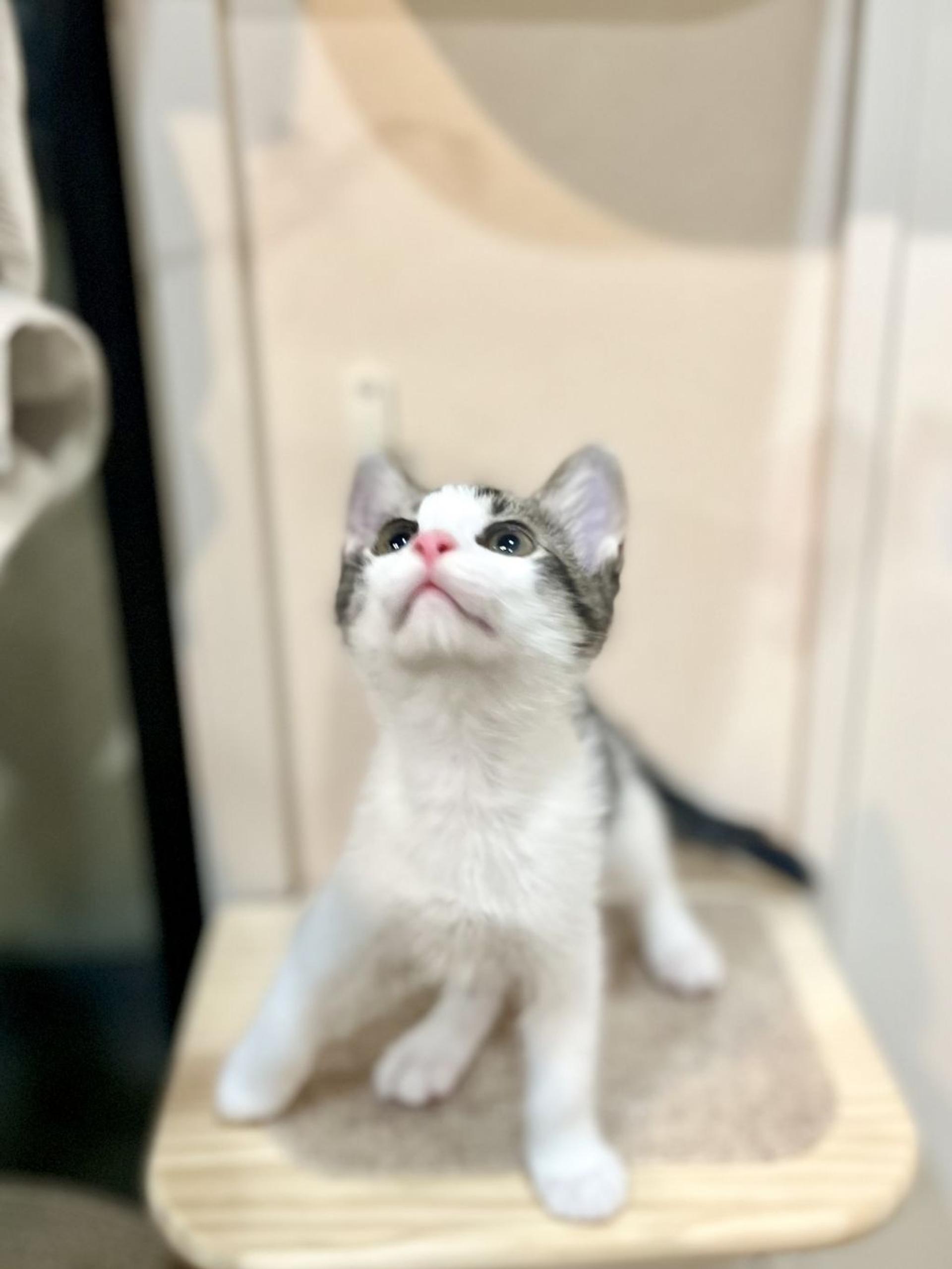 pet-image-5