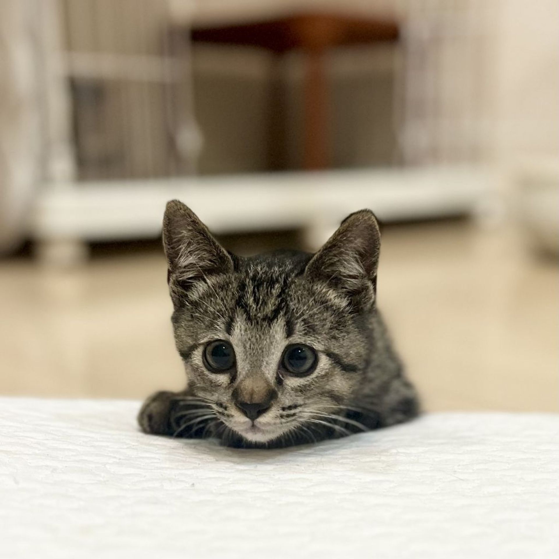 雑種（ミックス猫）・オスの里親募集の写真