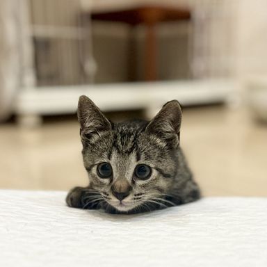 くさつくん★7/23譲渡会参加の写真