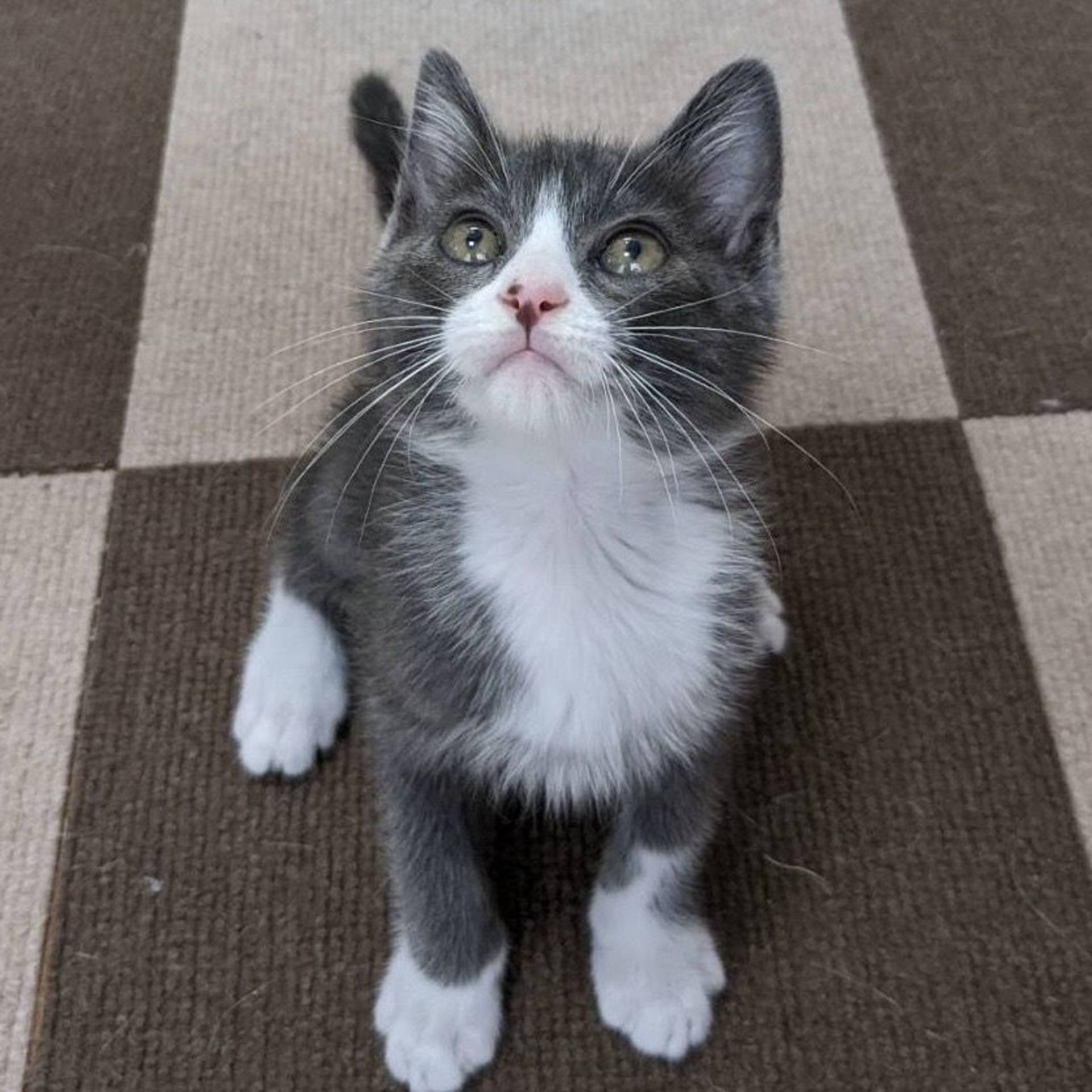 雑種（ミックス猫）・オスの里親募集の写真