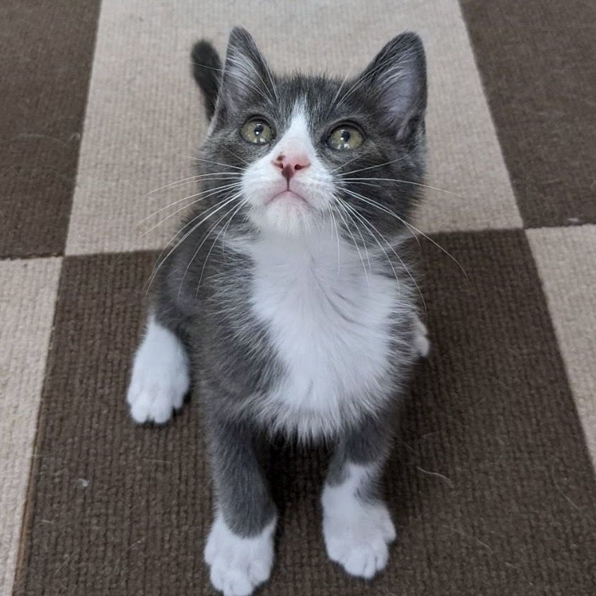 雑種（ミックス猫）・オスの里親募集の写真