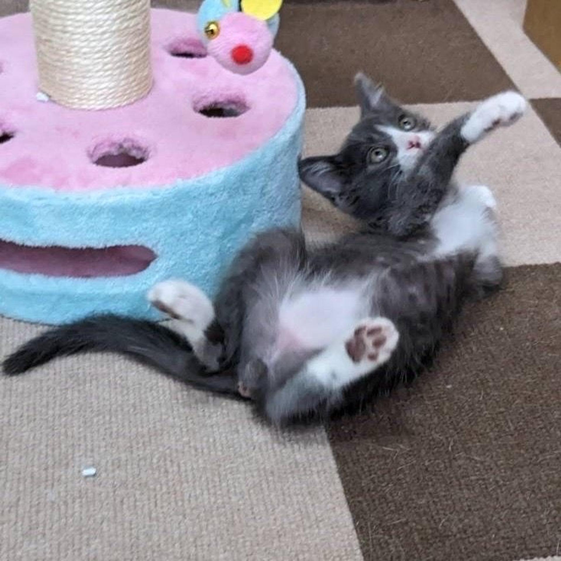 pet-image-3