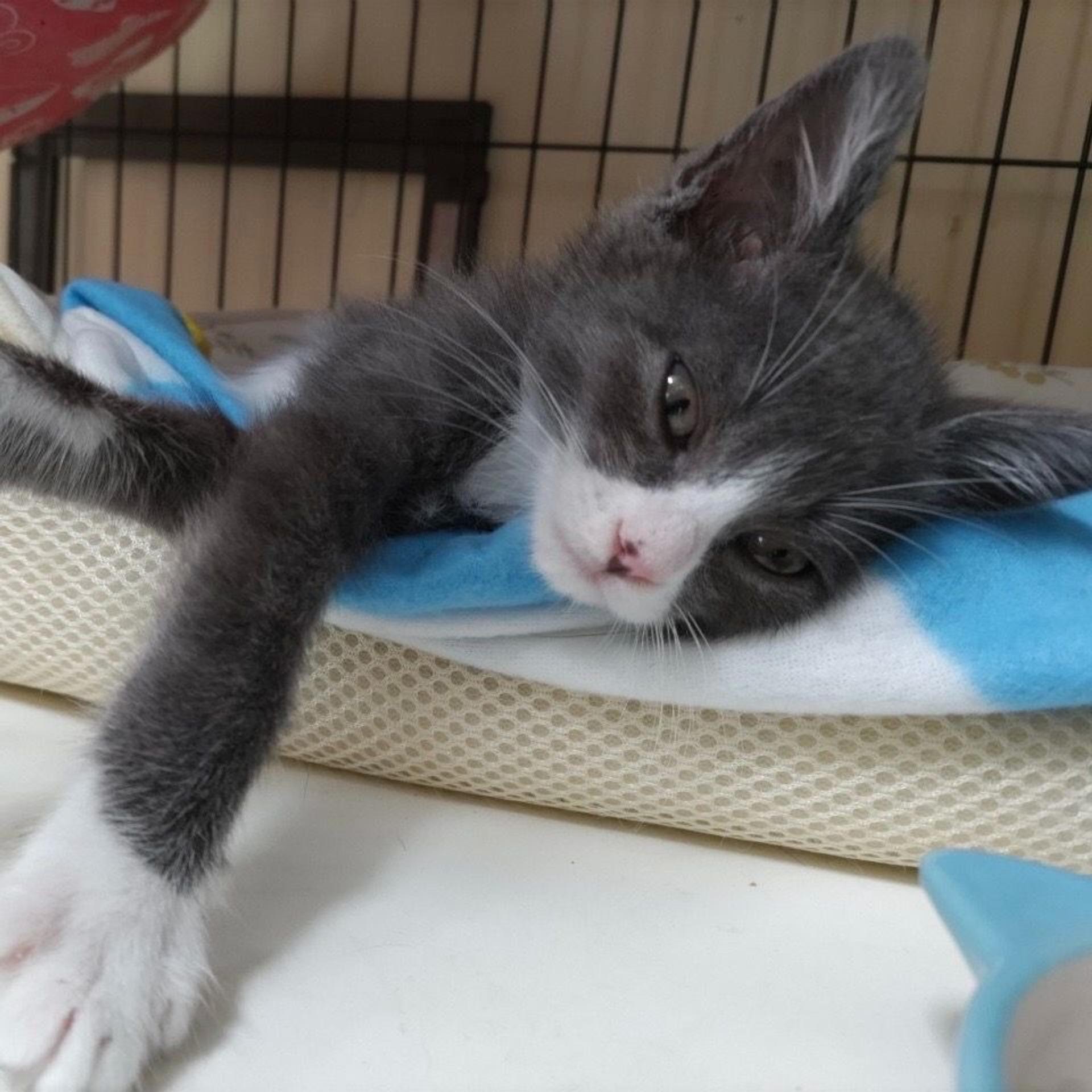 pet-image-5