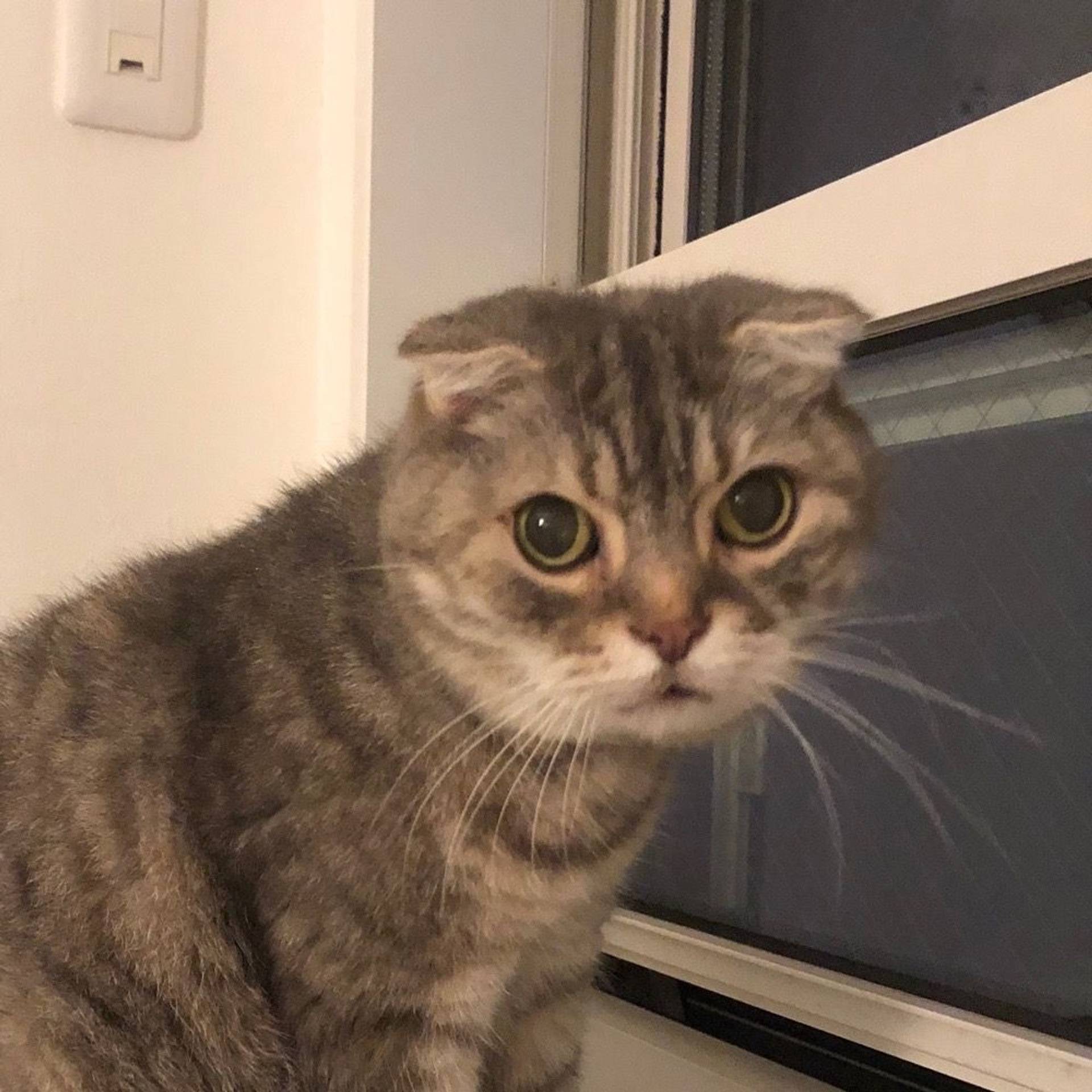 雑種（ミックス猫）・メスの里親募集の写真