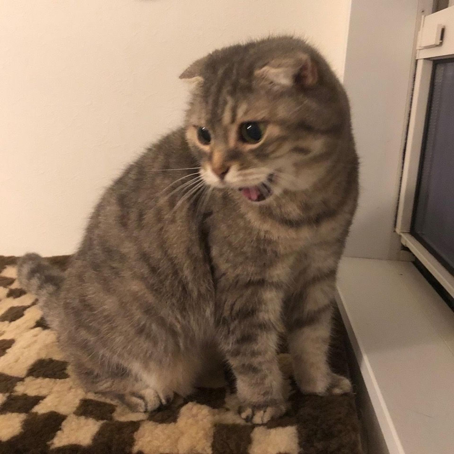 pet-image-2