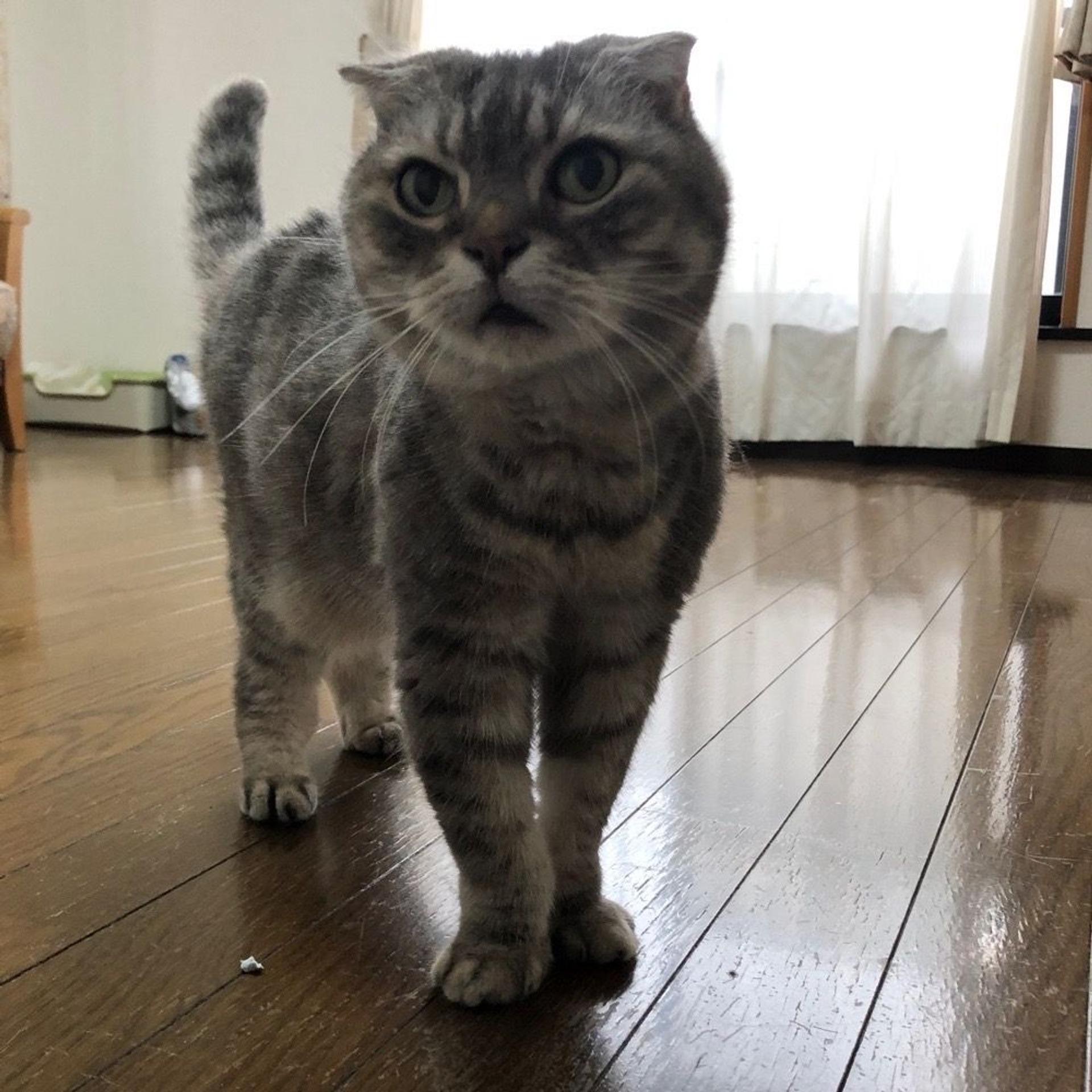 pet-image-5
