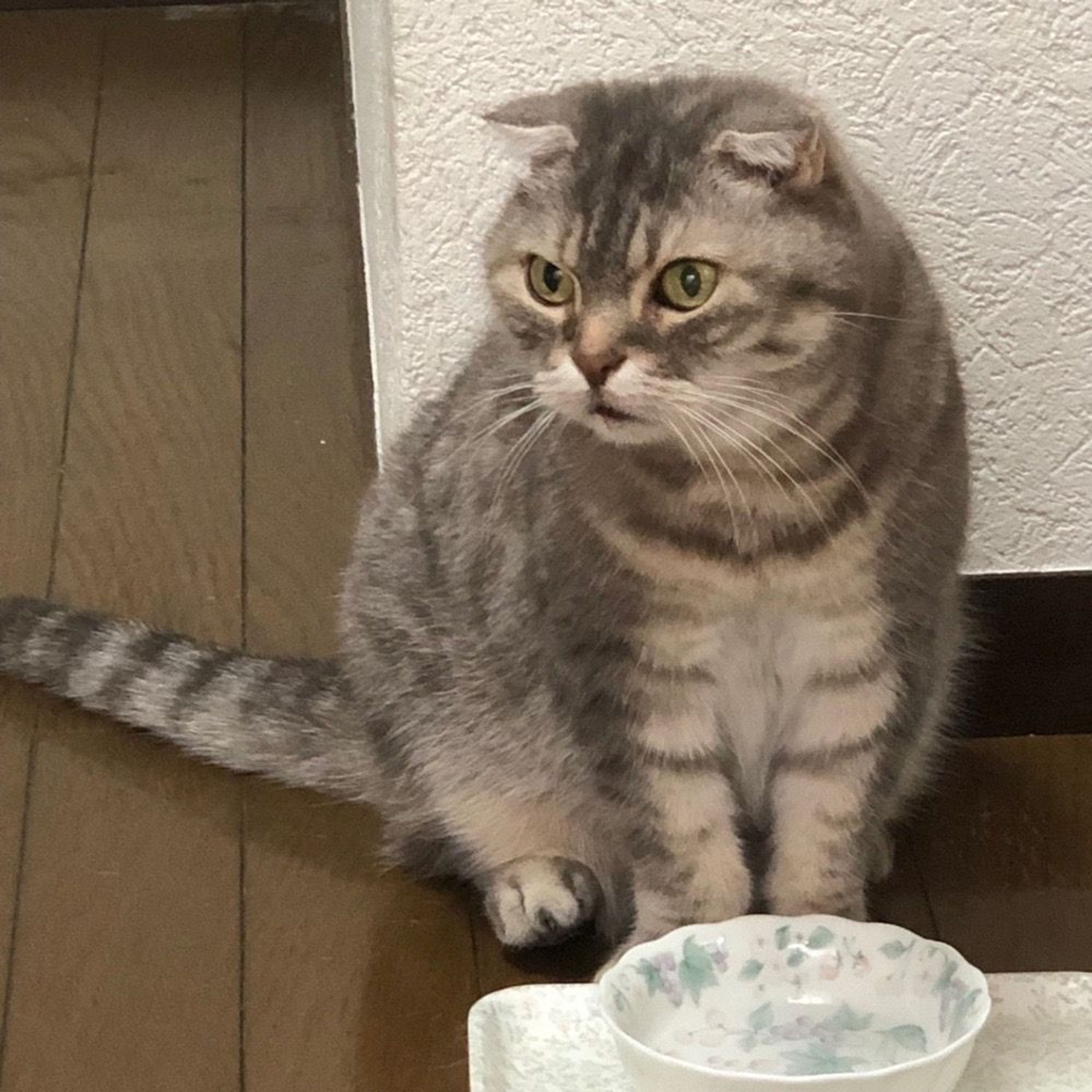pet-image-7