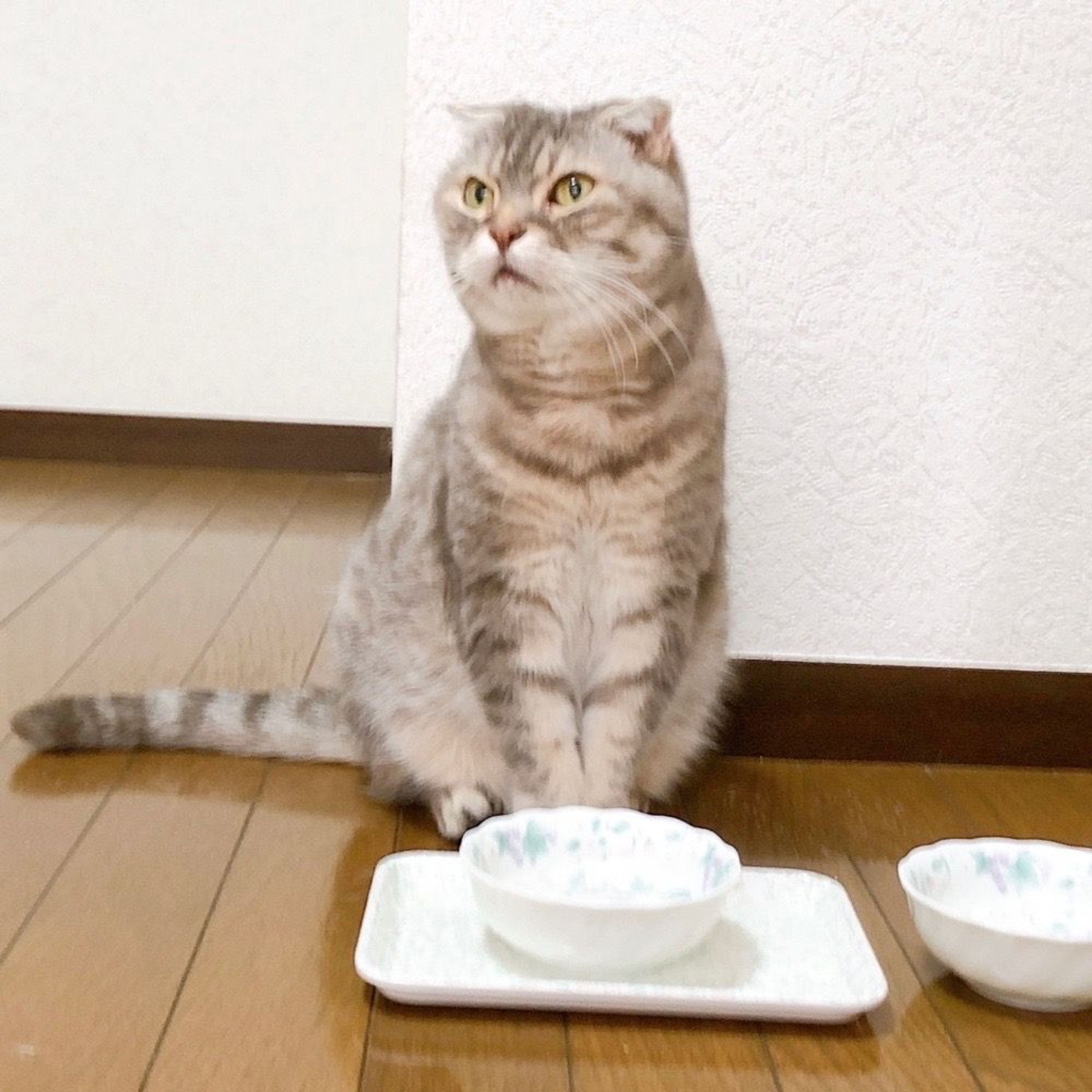 pet-image-8
