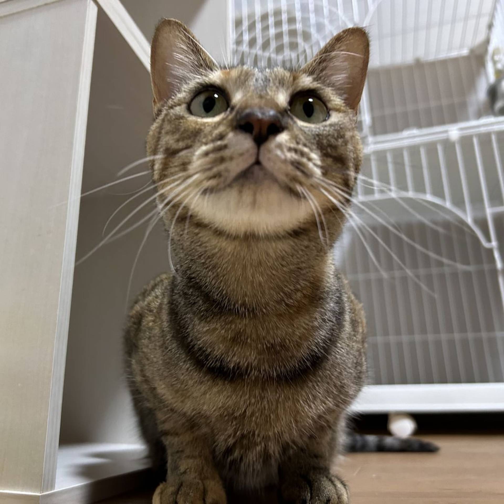 雑種（ミックス猫）・メスの里親募集の写真