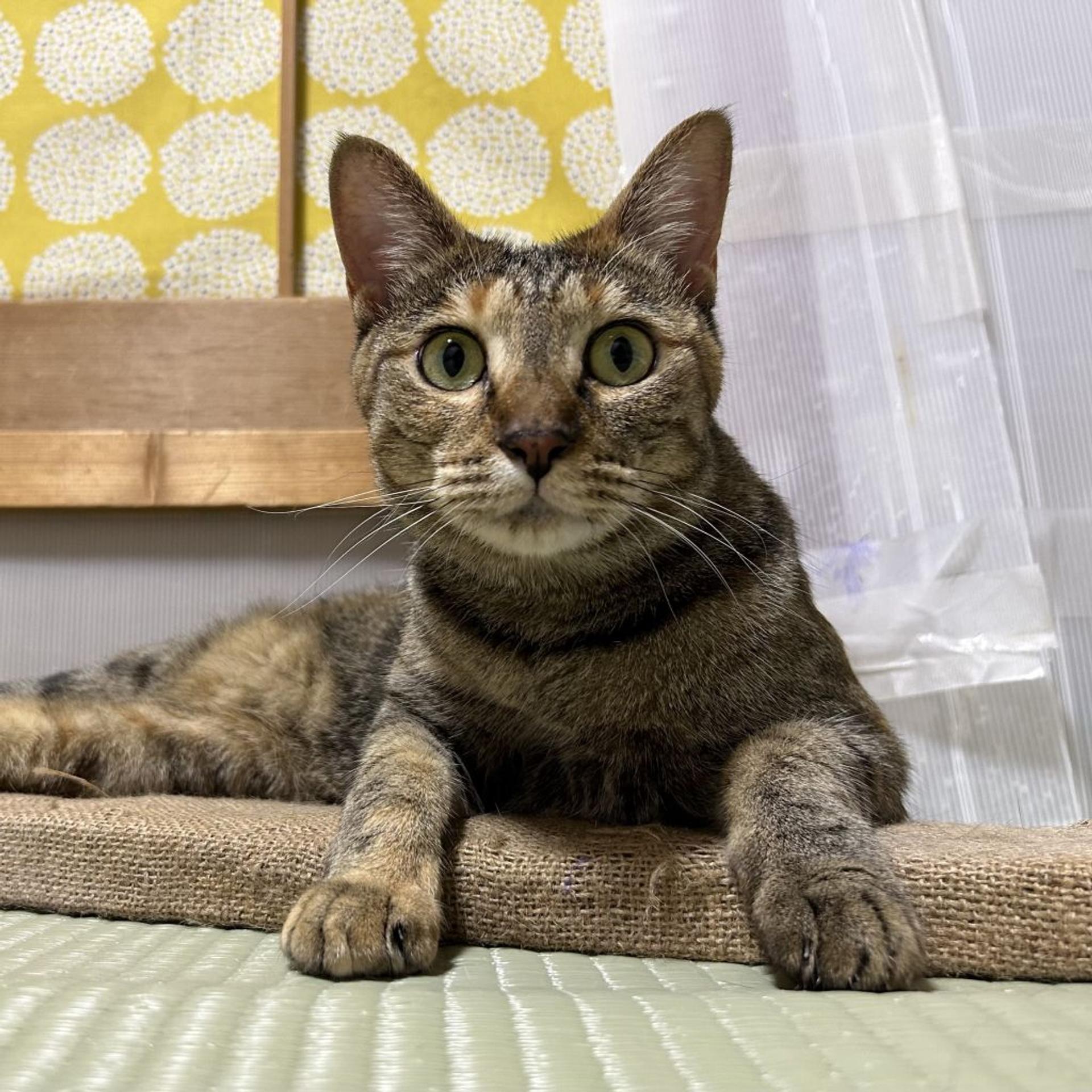 pet-image-5