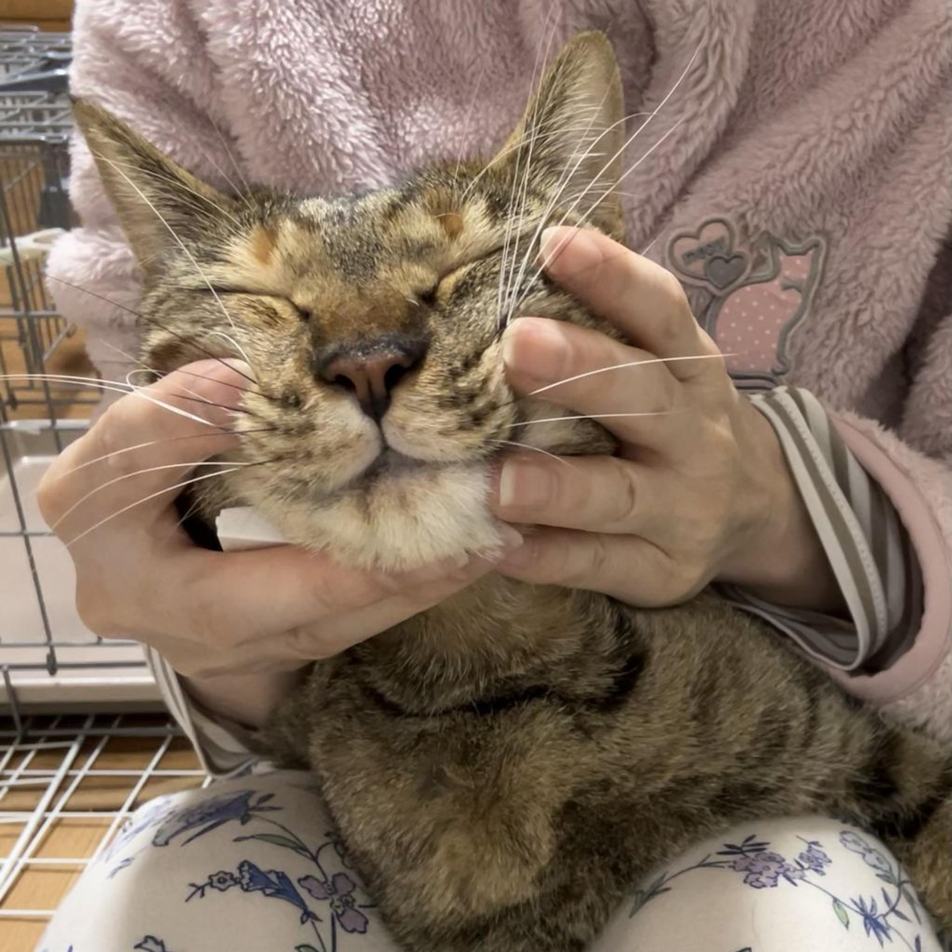 pet-image-8