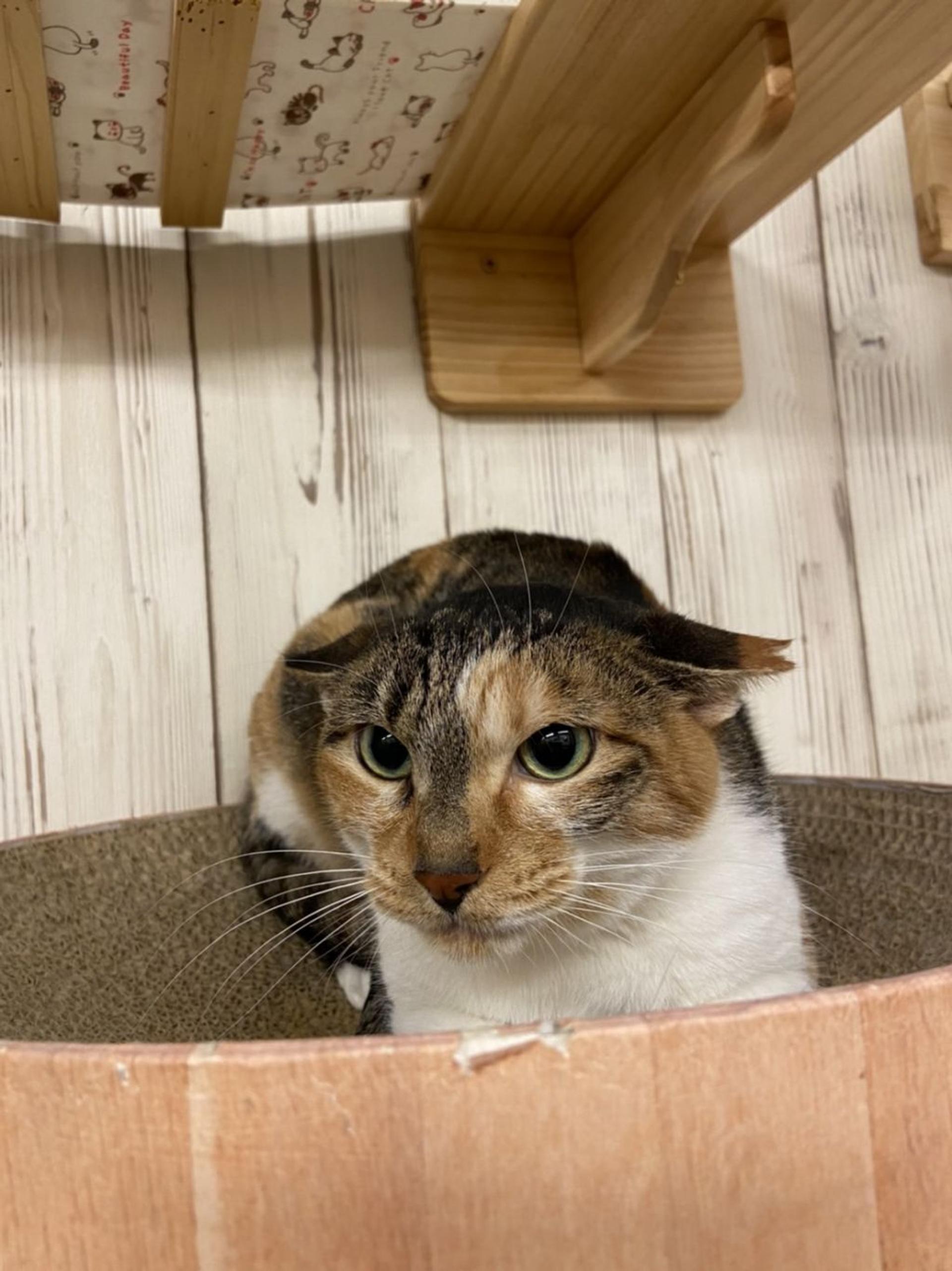 pet-image-4