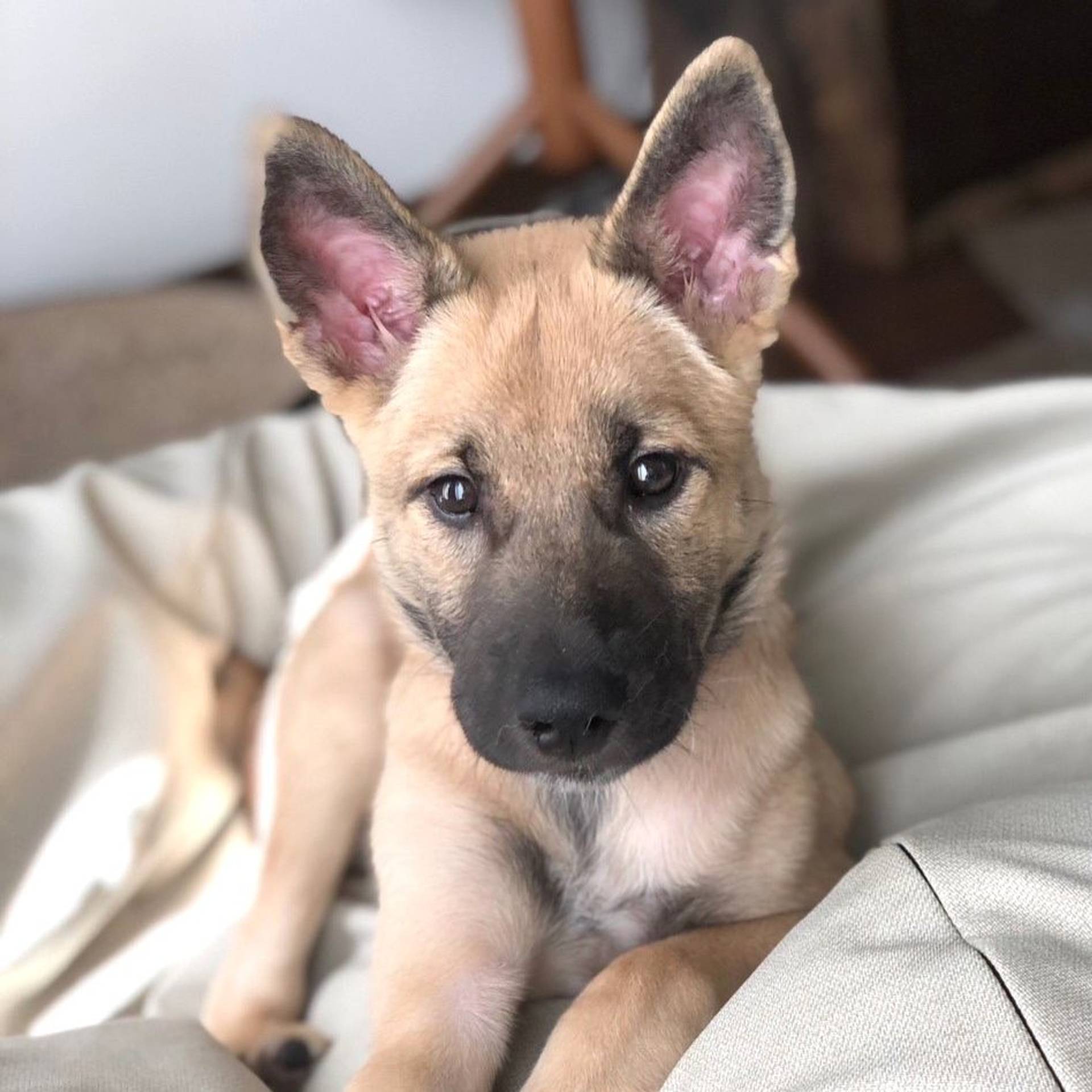 雑種（ミックス犬）・メスの里親募集の写真