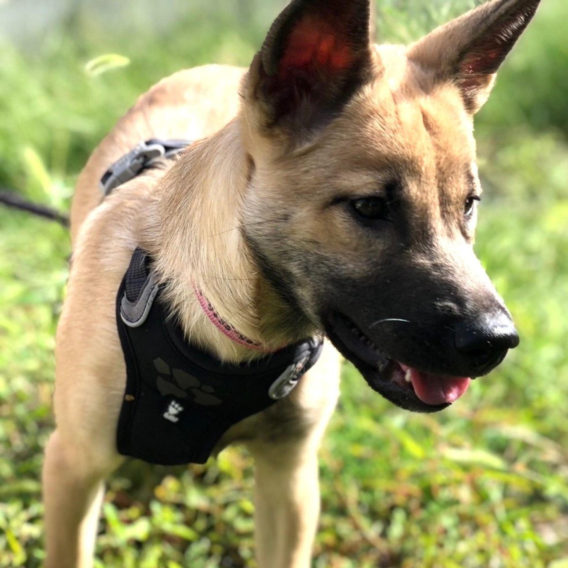 pet-image-3