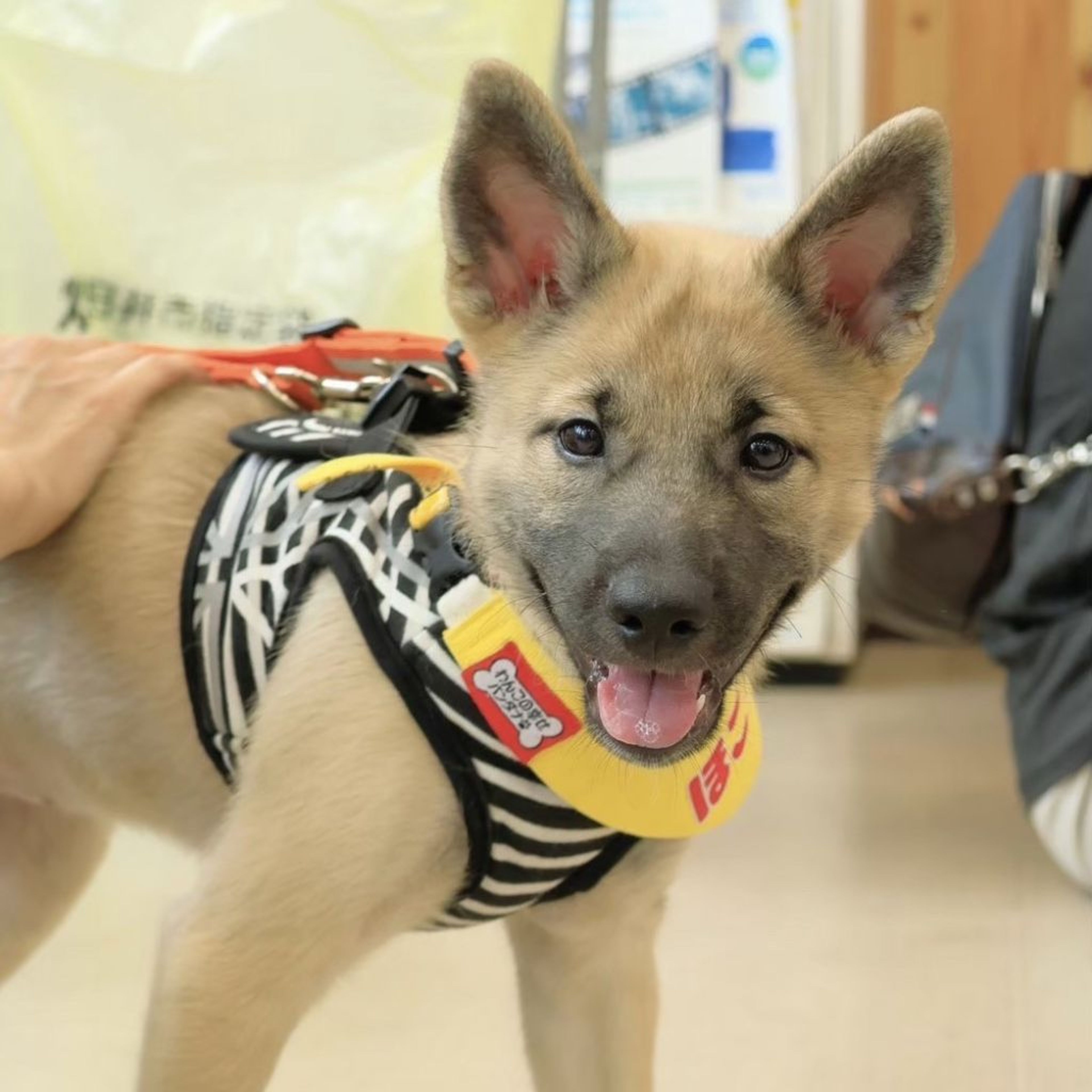 pet-image-9