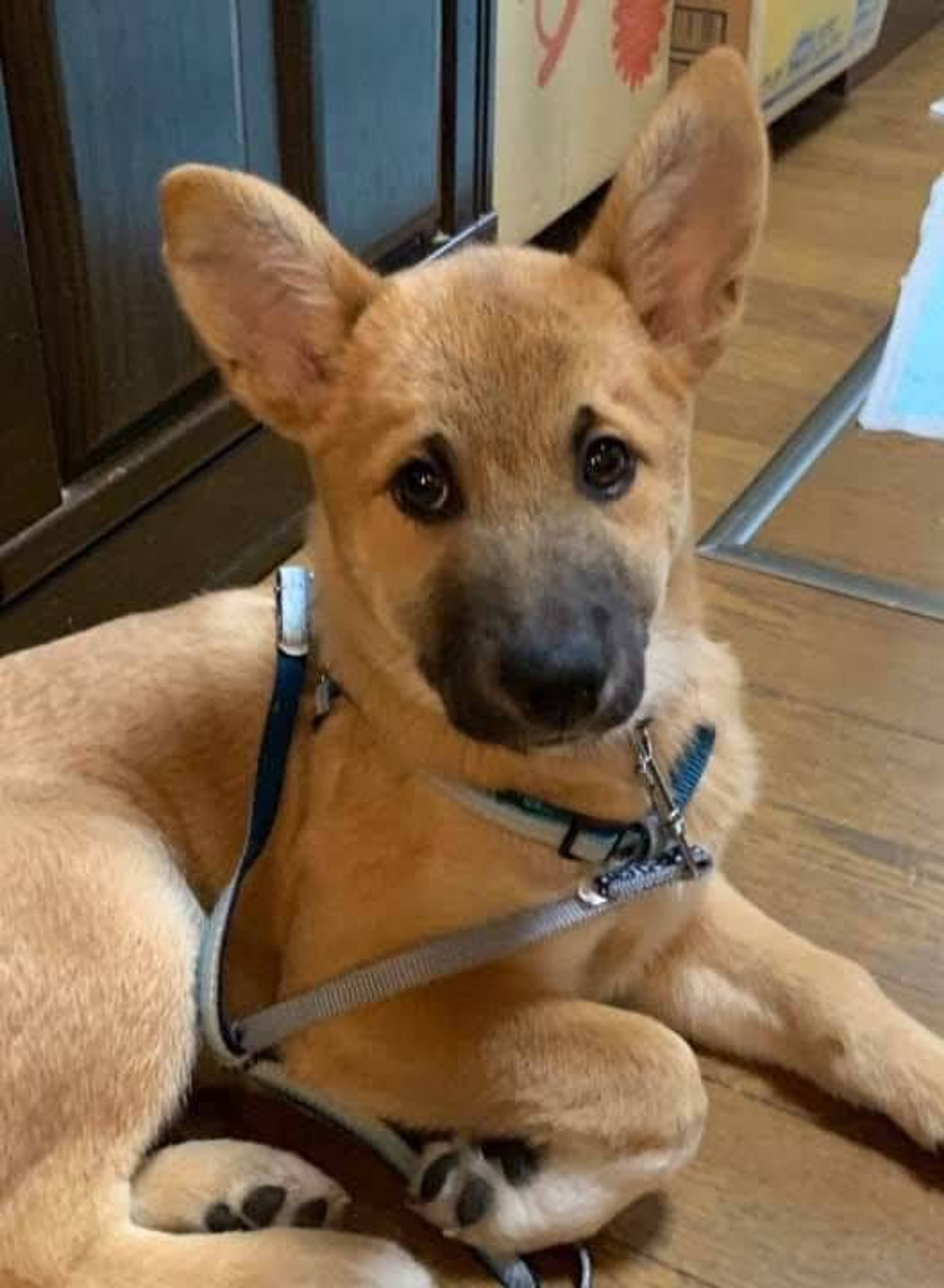 雑種（ミックス犬）・オスの里親募集の写真