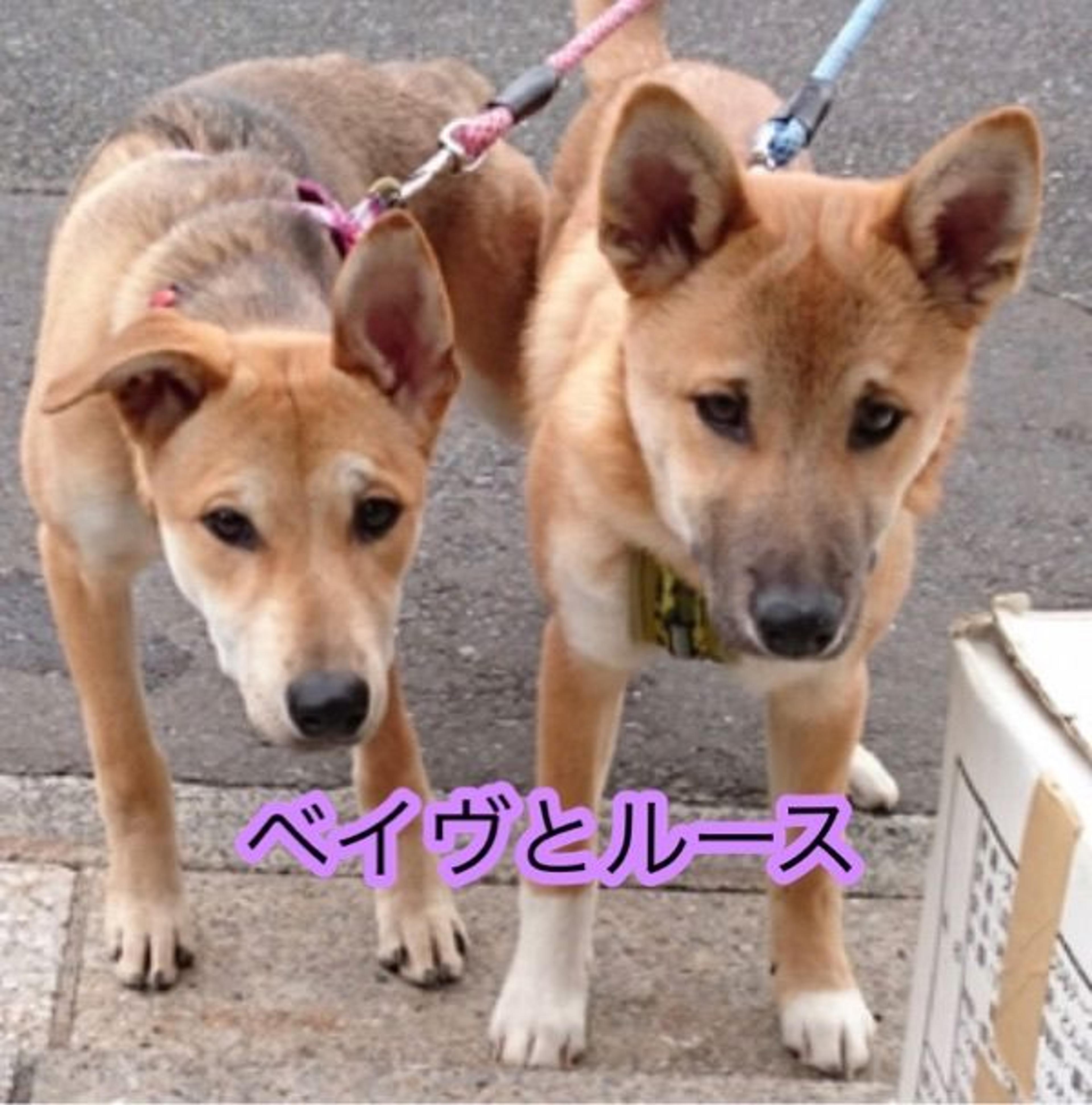 pet-image-3