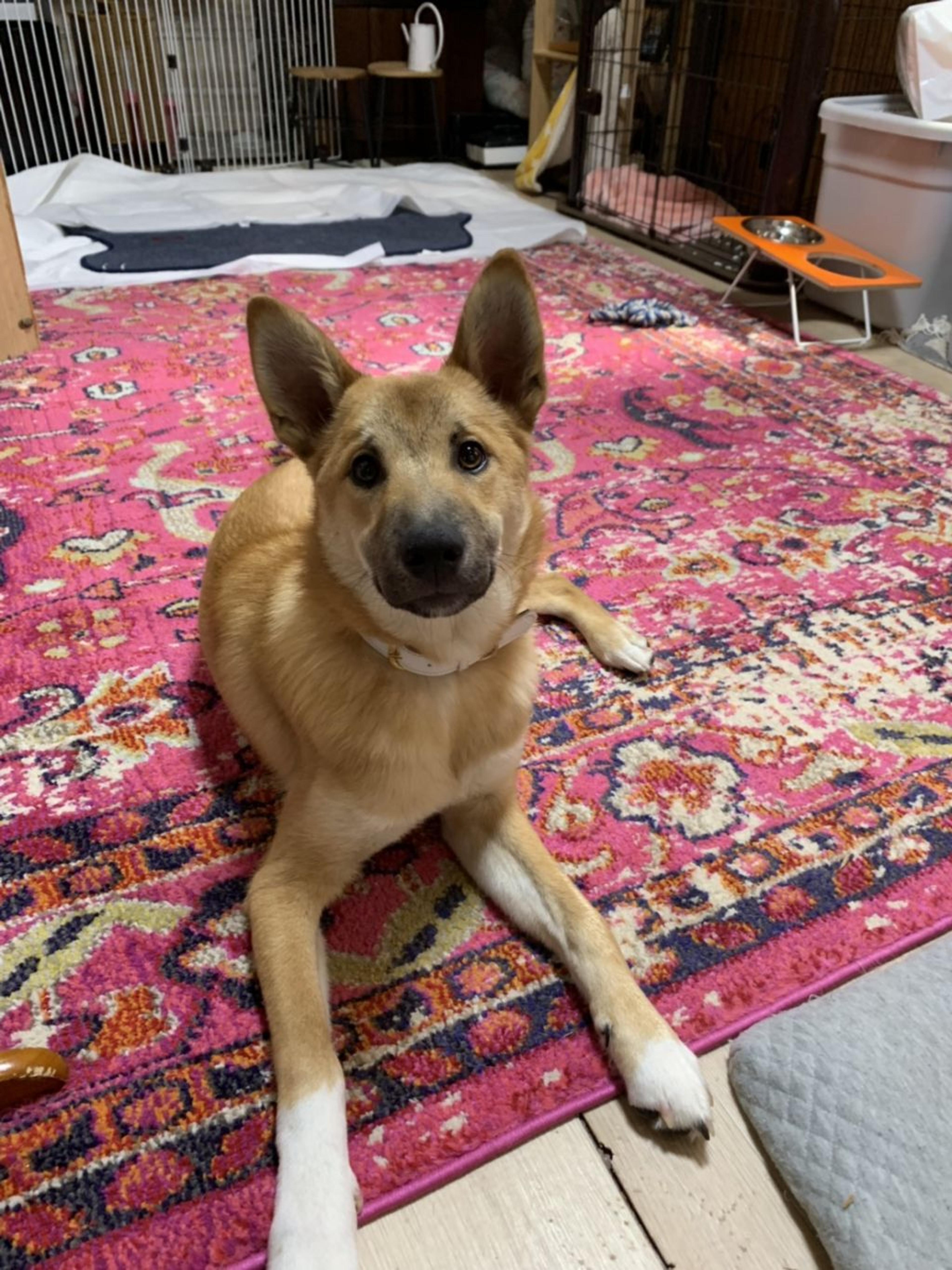 pet-image-2