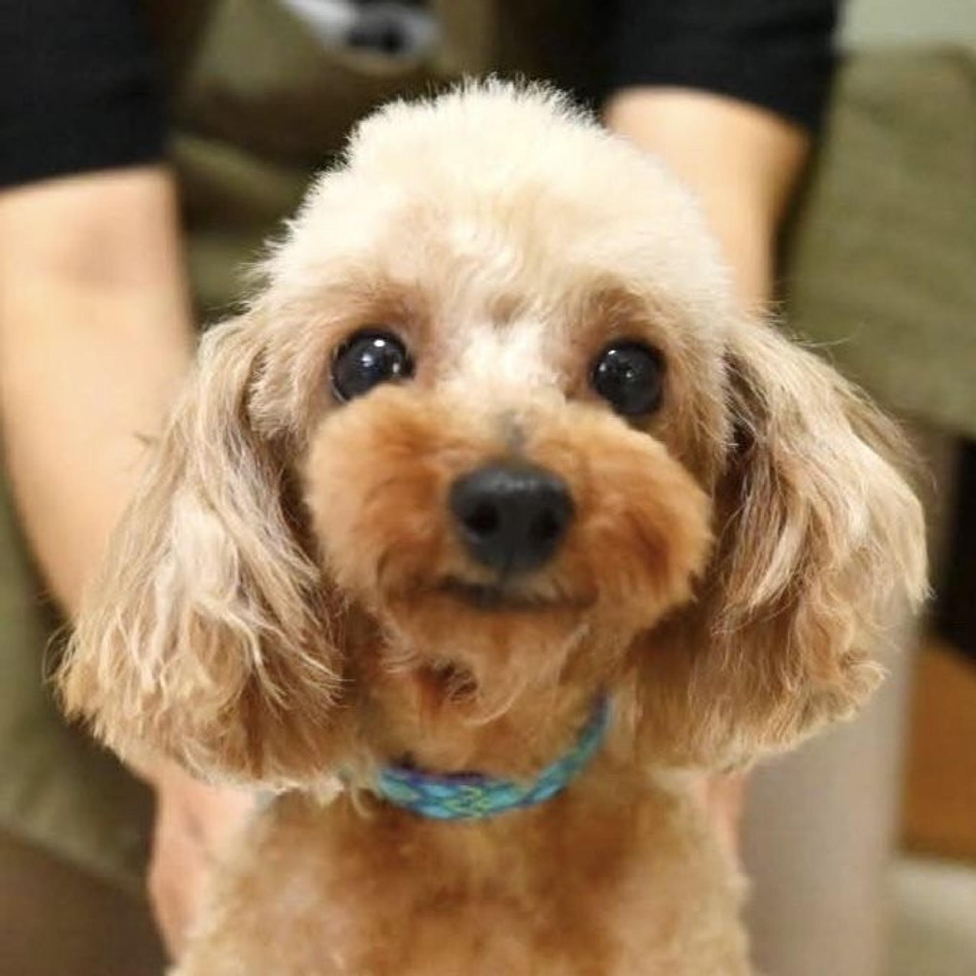 pet-image-2