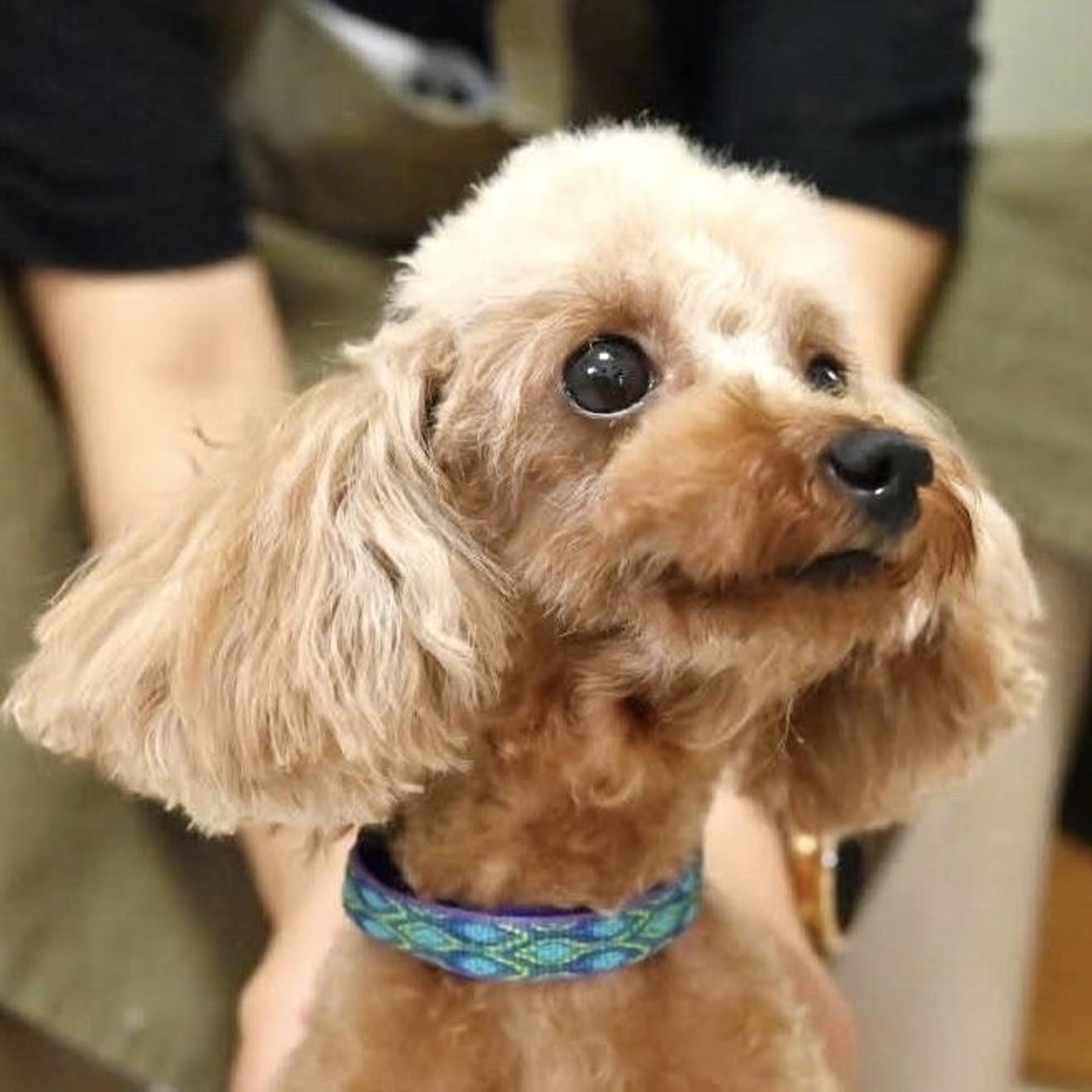 pet-image-3