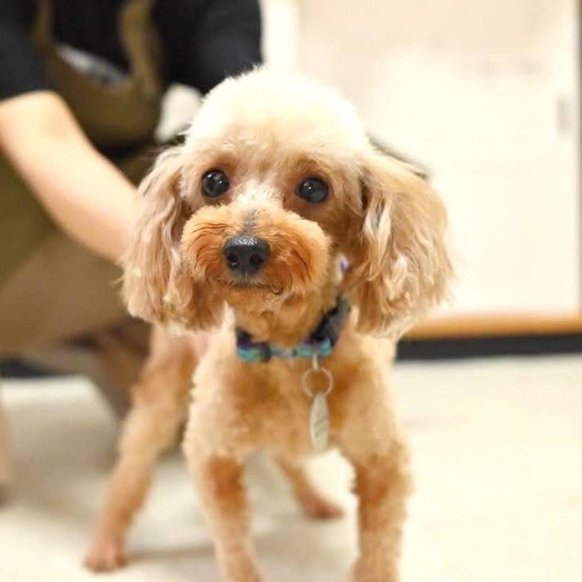 pet-image-6