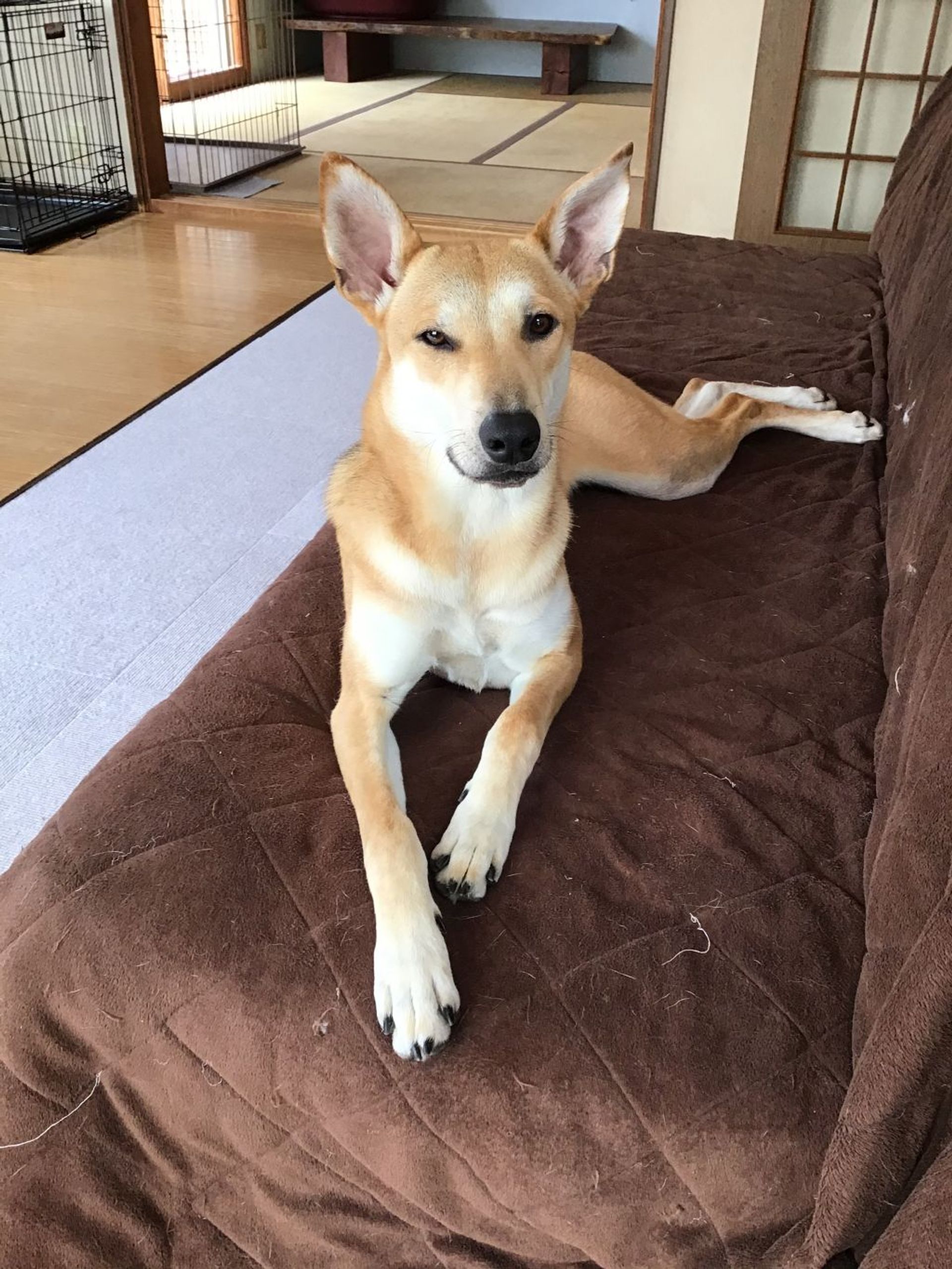 雑種（ミックス犬）・メスの里親募集の写真