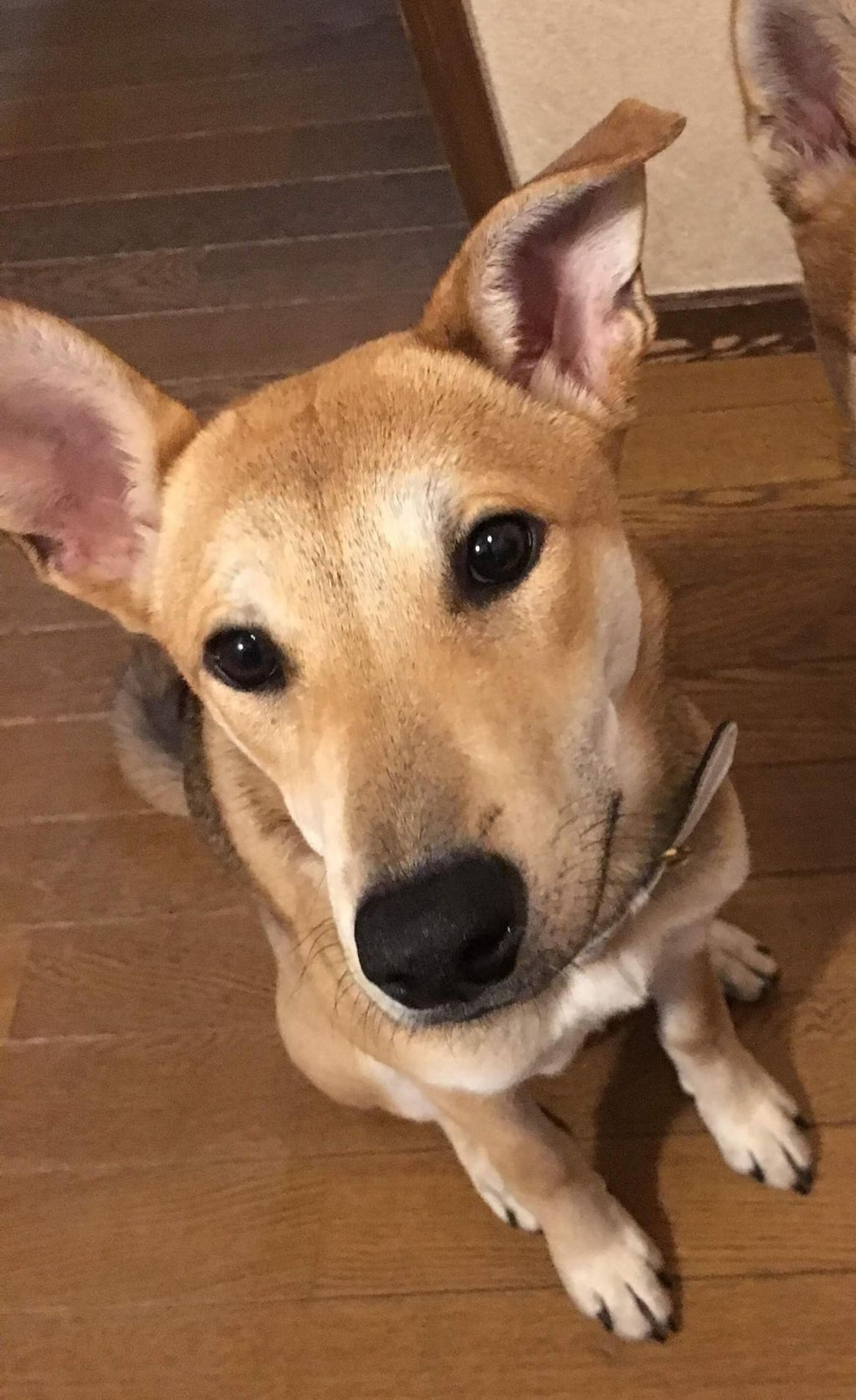 pet-image-2