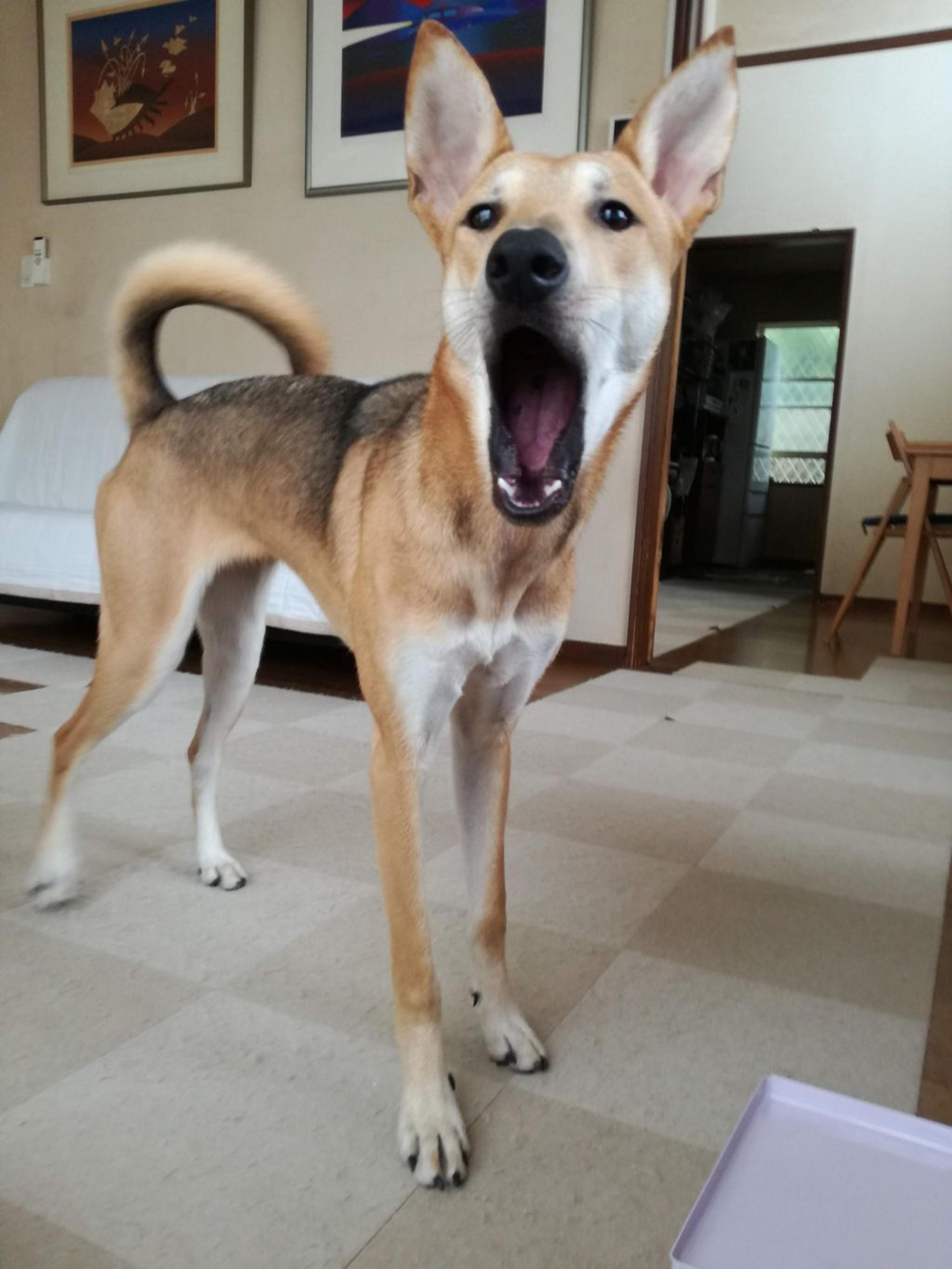 pet-image-5