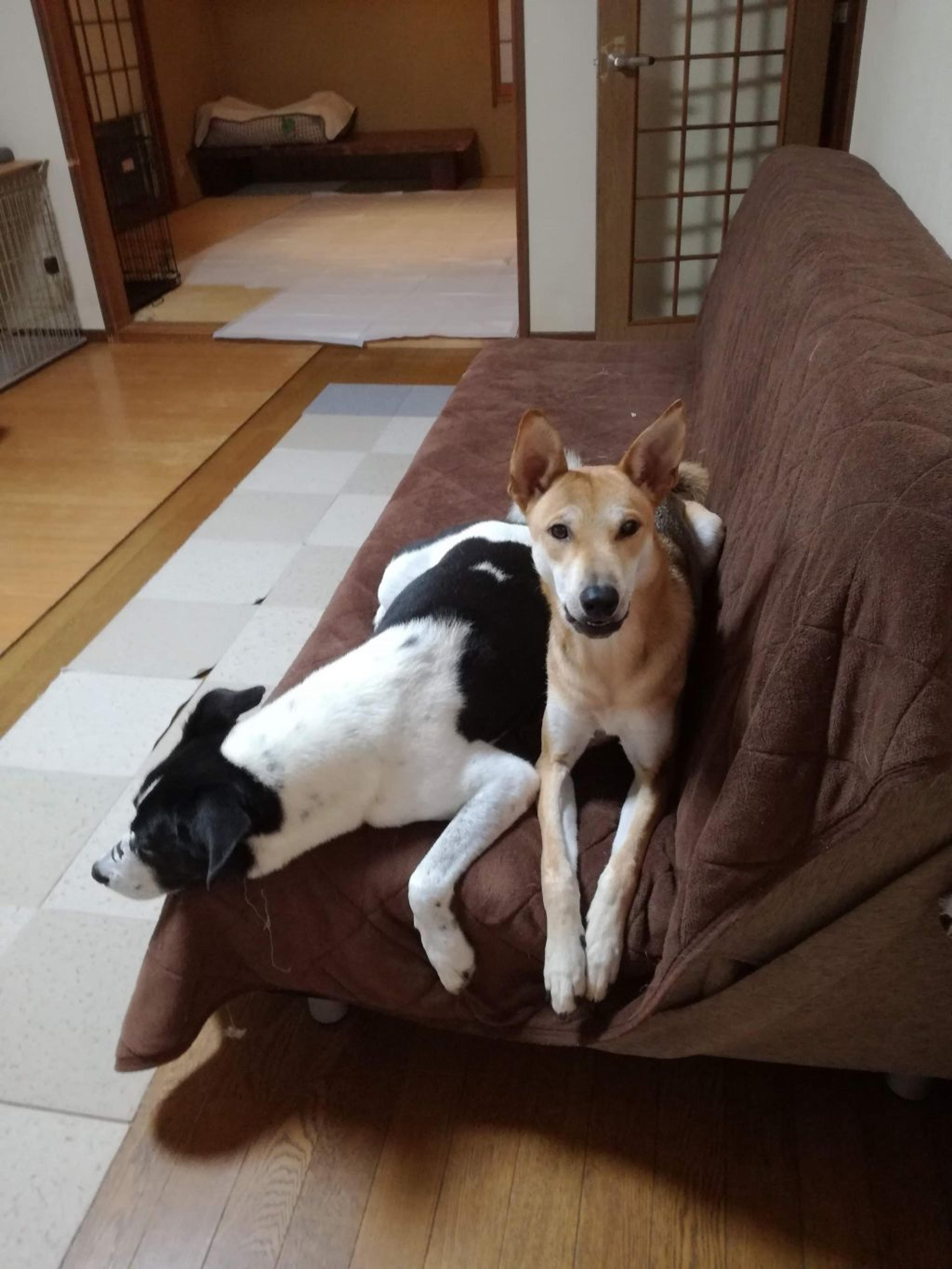 pet-image-6