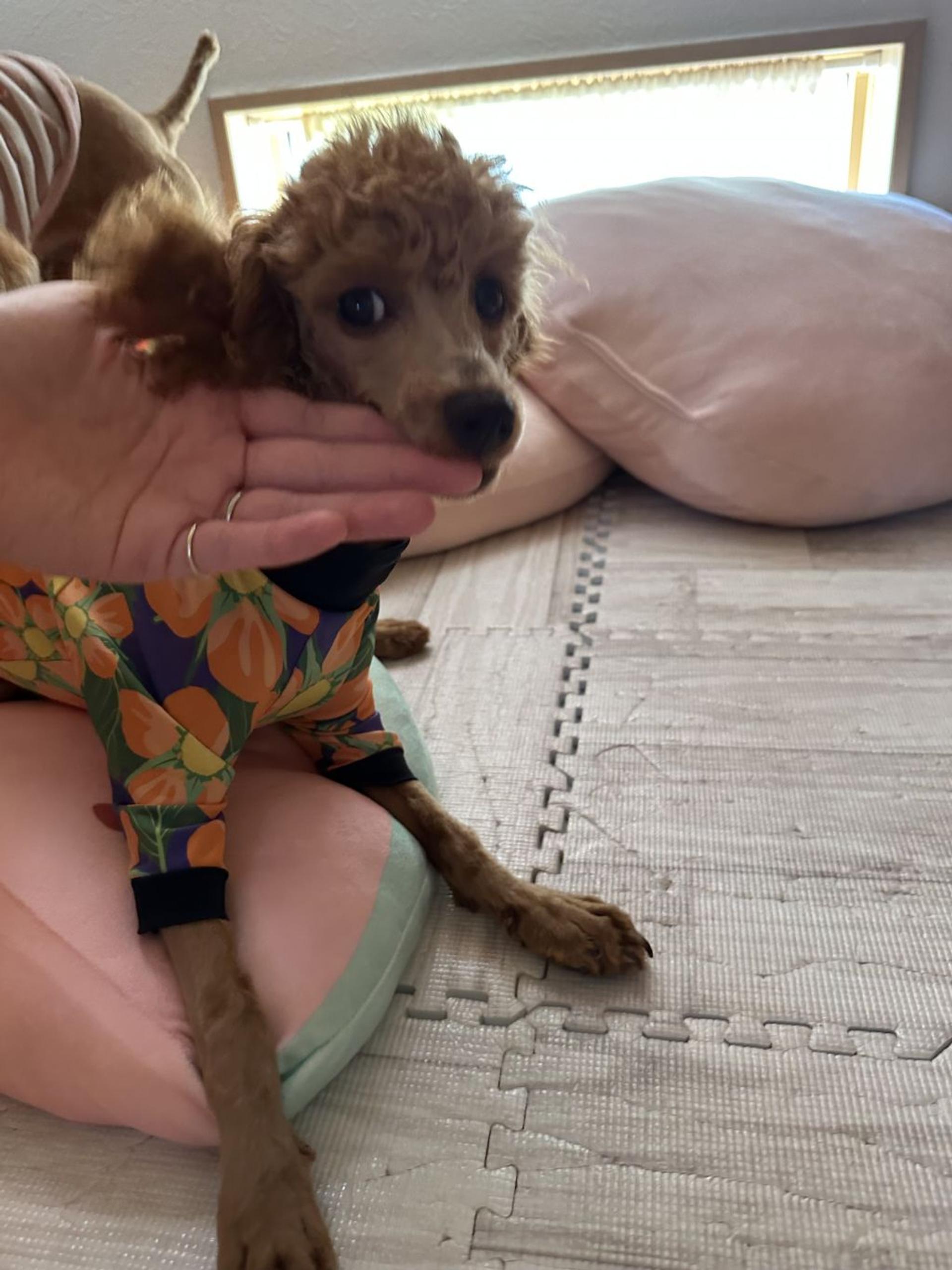 pet-image-2