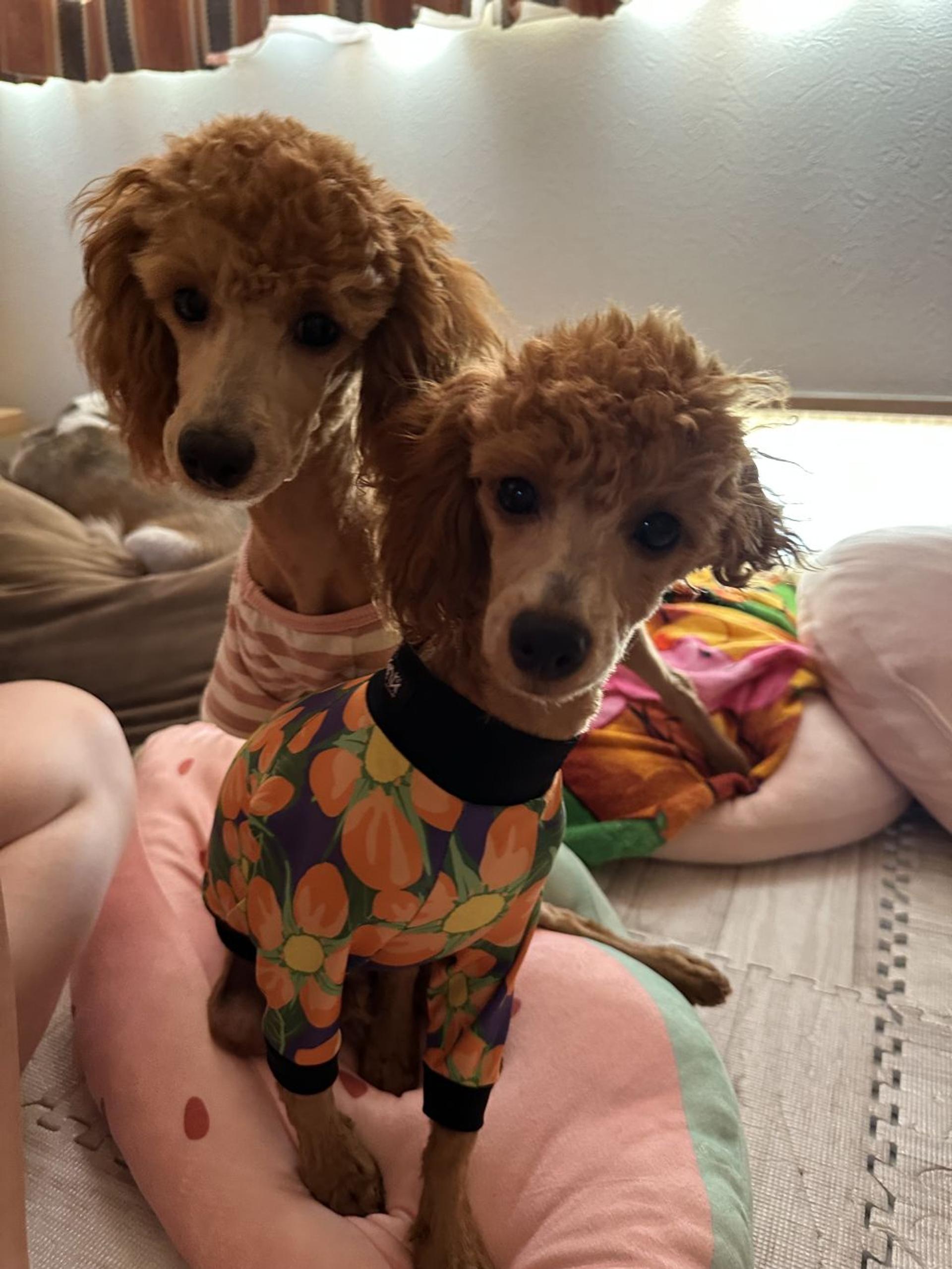 pet-image-3