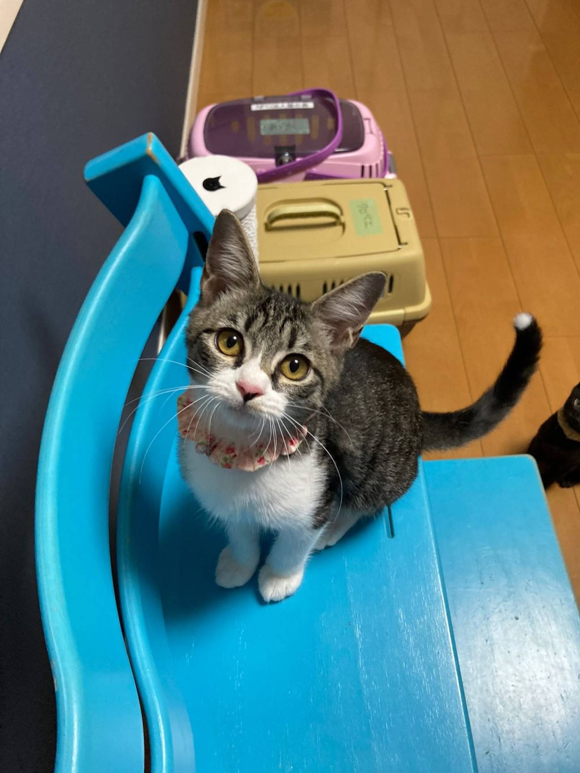 雑種（ミックス猫）・メスの里親募集の写真
