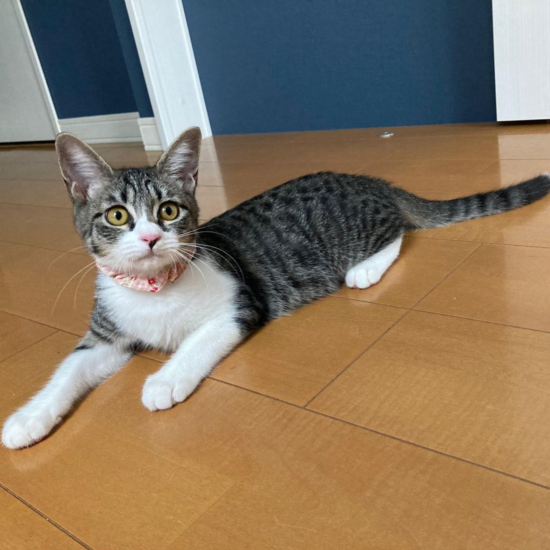 pet-image-3