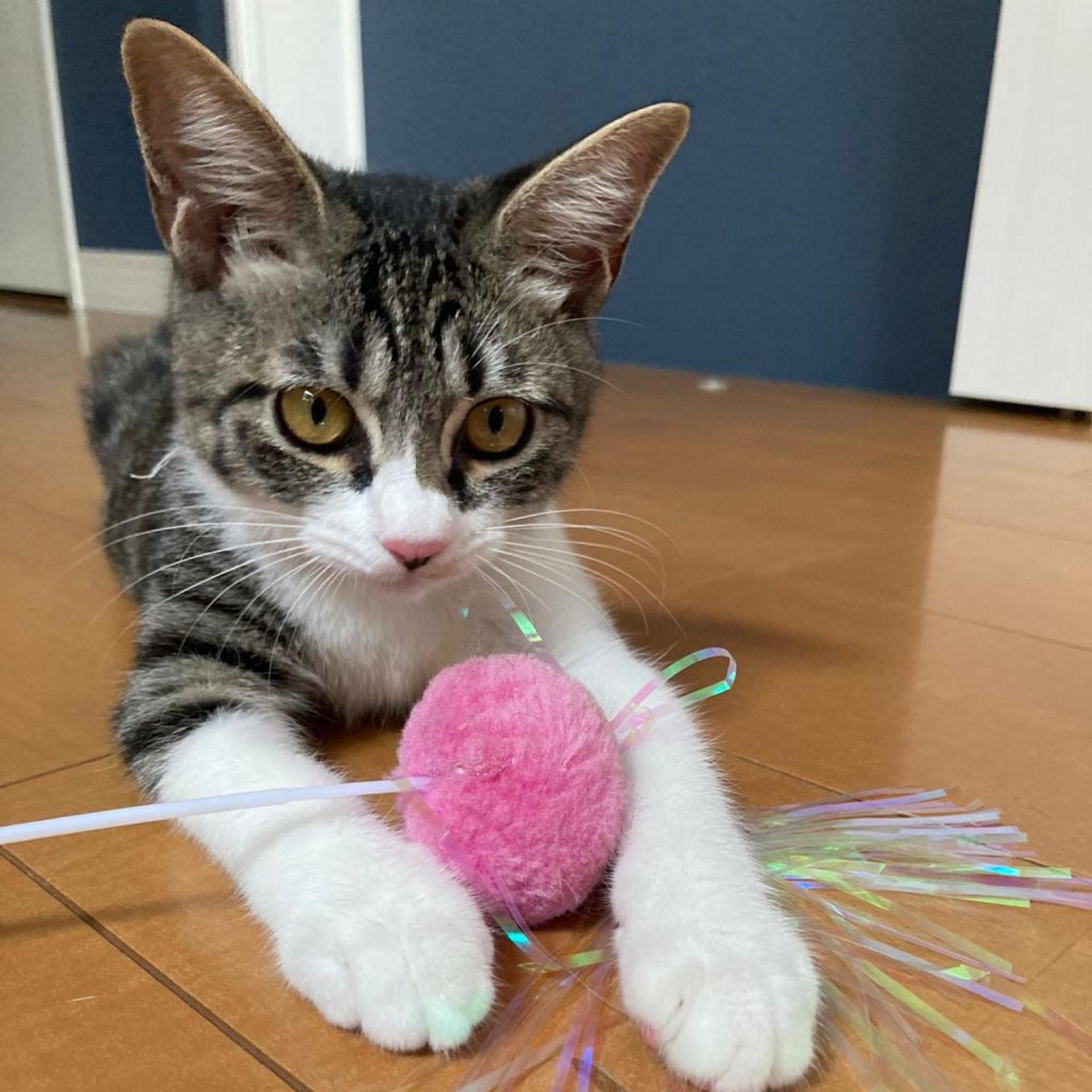 pet-image-5