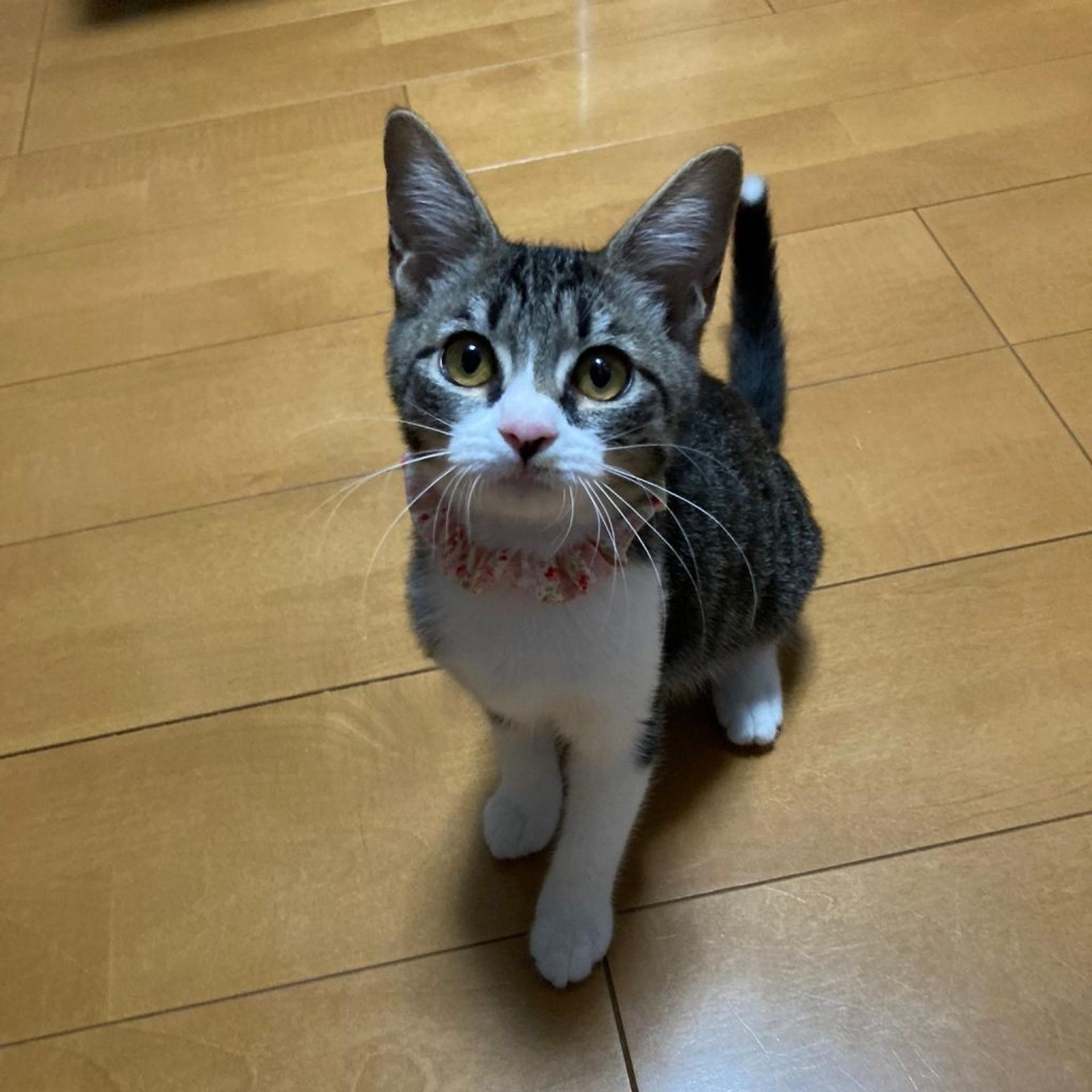 pet-image-6