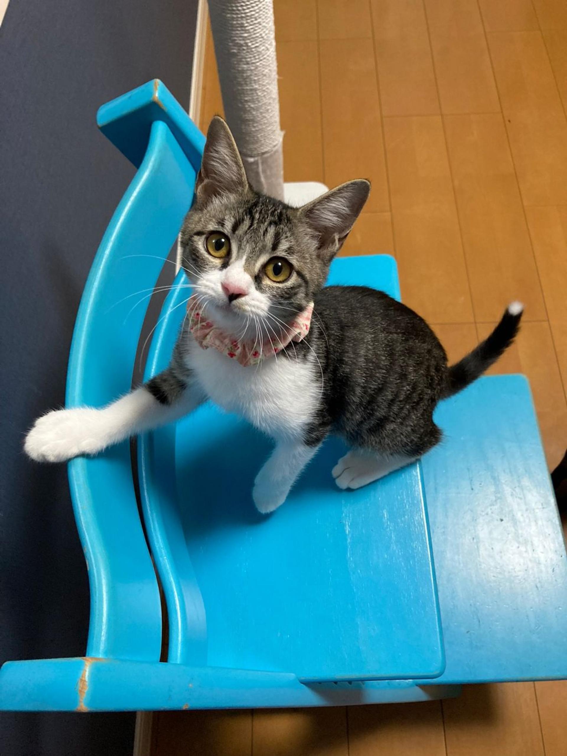 pet-image-10